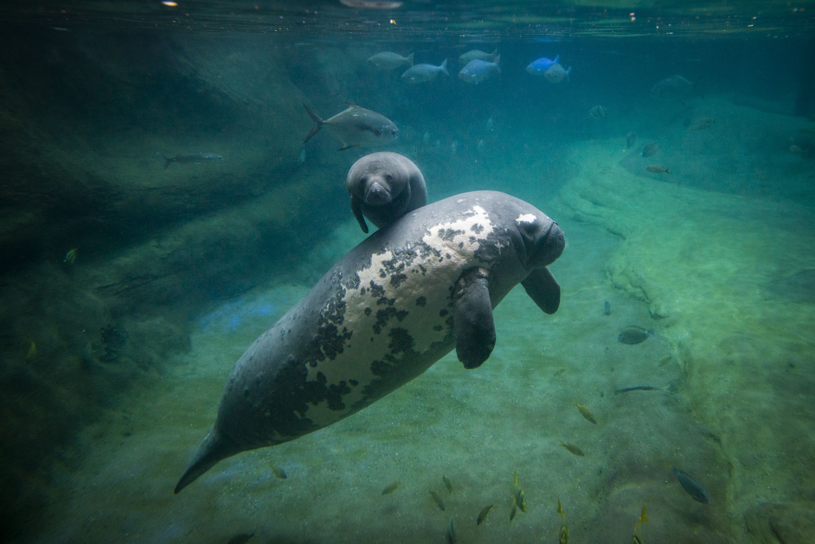 Underwater scene showing a large, mottled manatee in the foreground, with a second nearby, as small fish swim in turquoise water and a sandy seabed fades in the background.