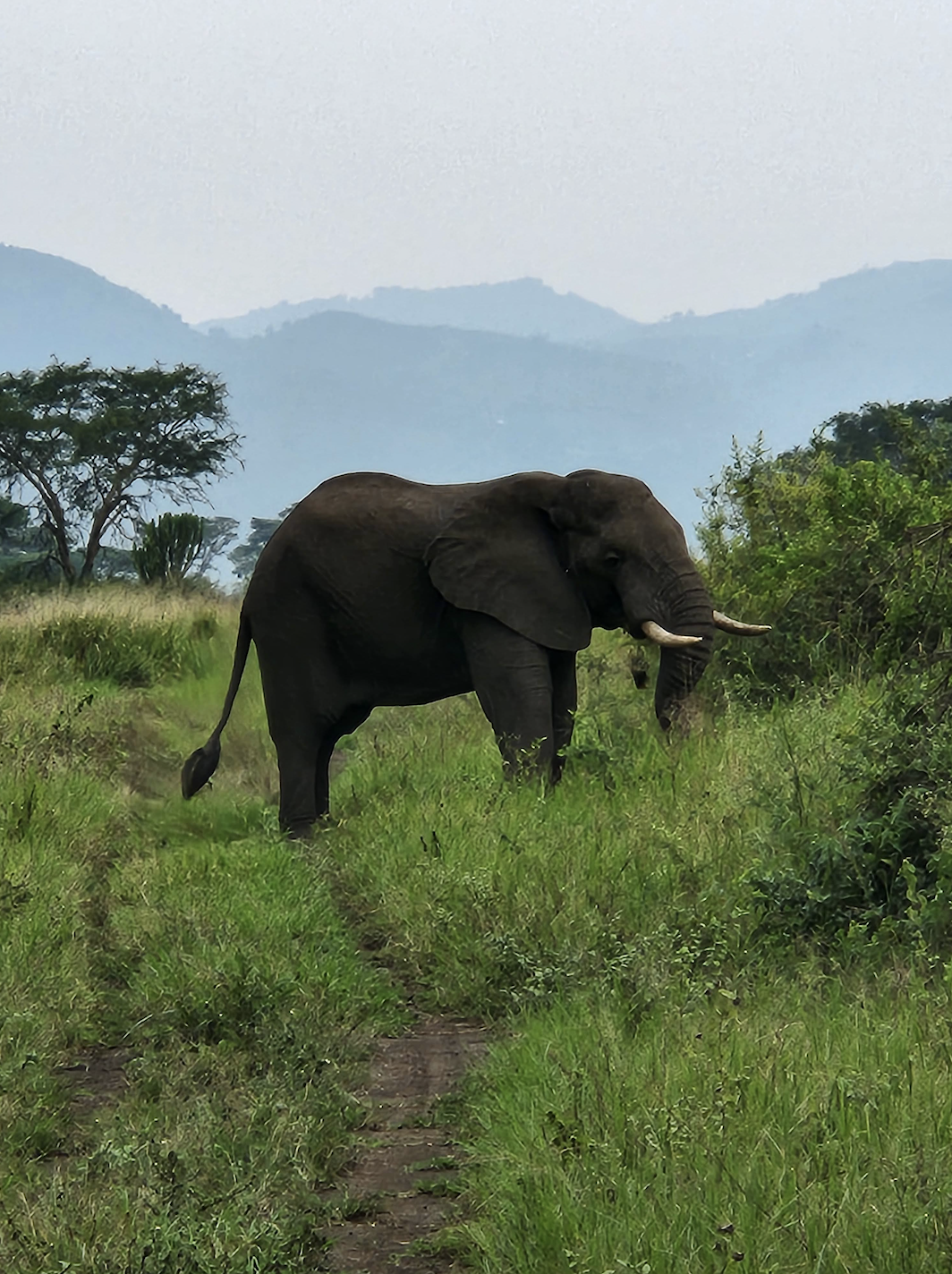 An elephant