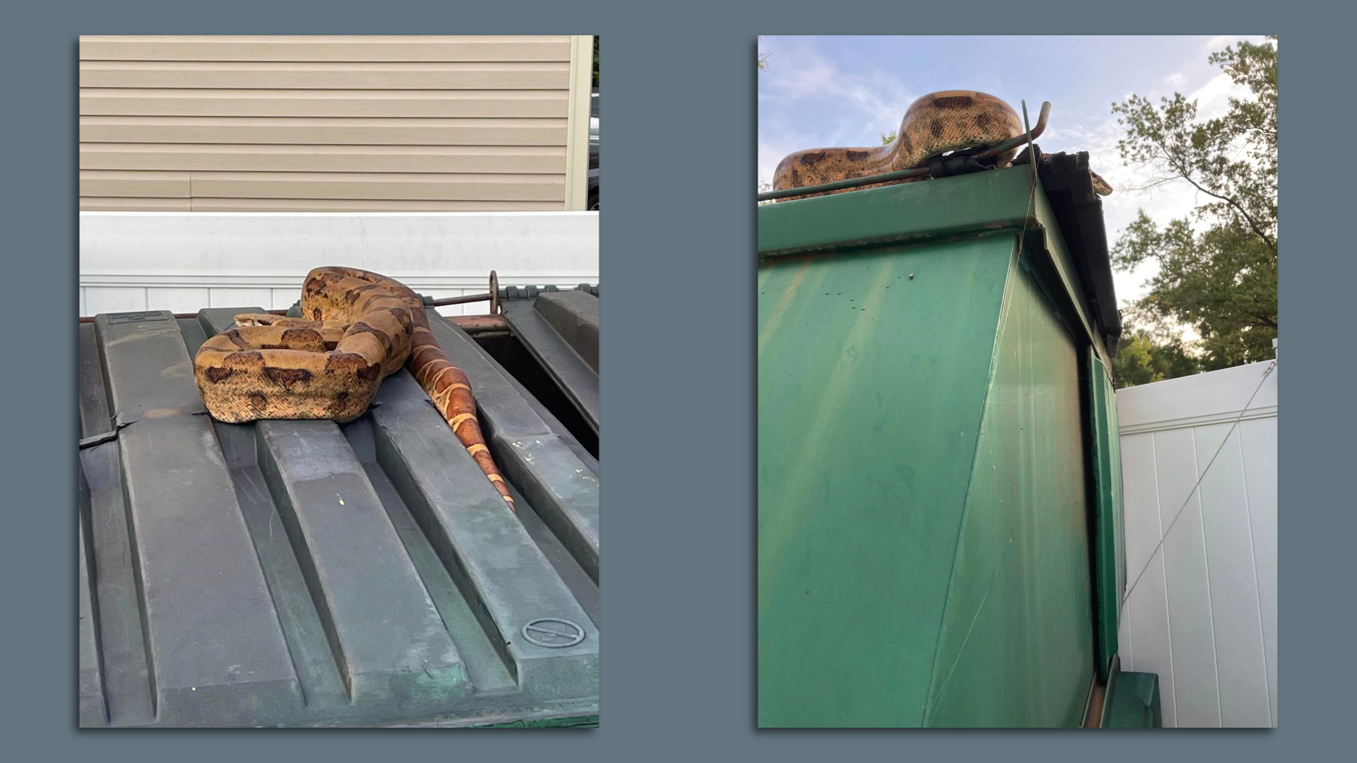 a boa constrictor atop a trash can. loose and in the wild 