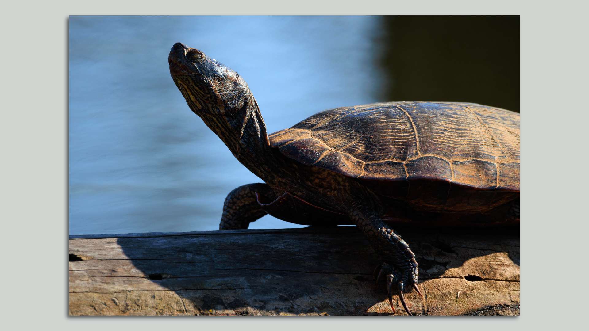 A painted turtle sunning itself