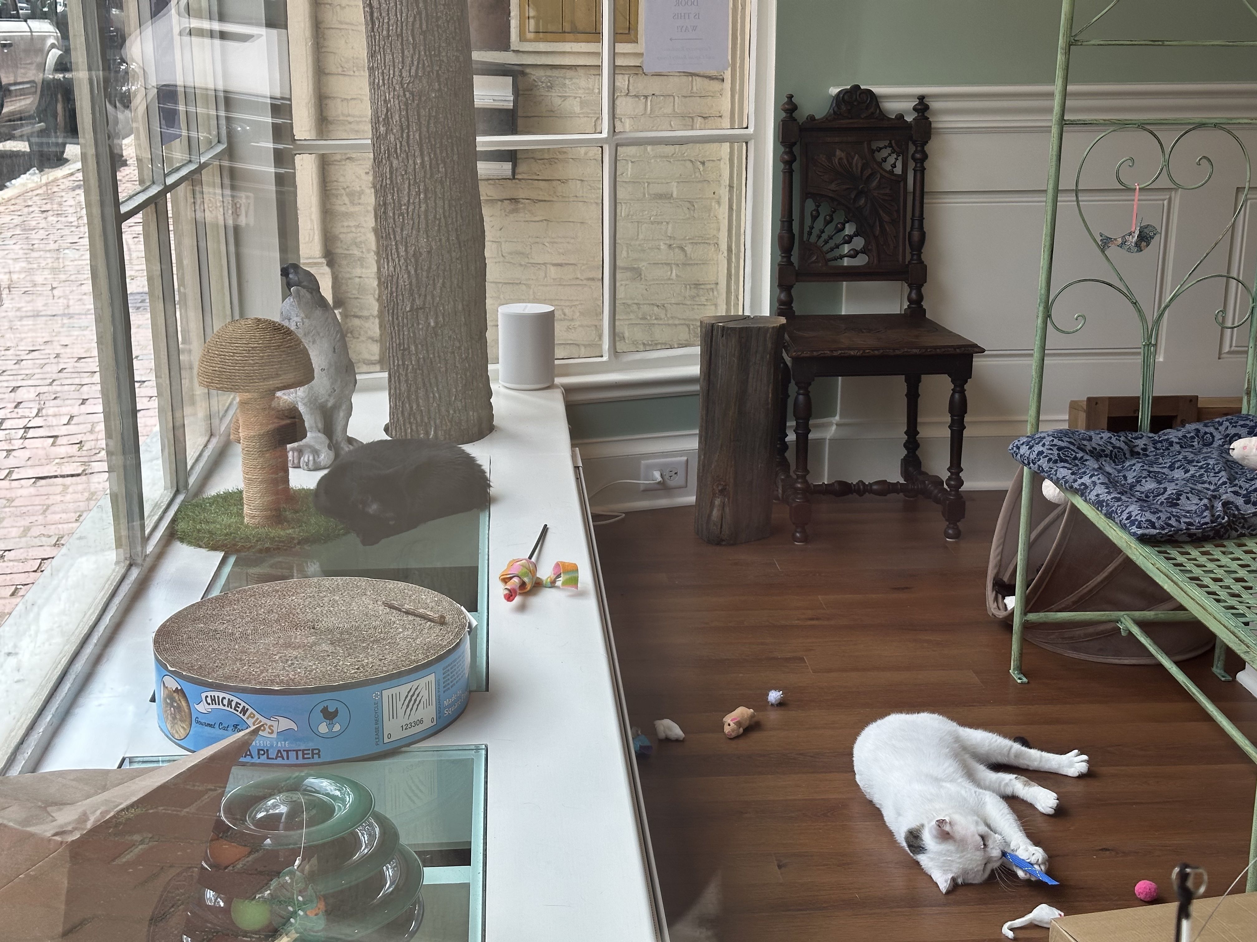 A white cat with a black spot plays with a cat toy in the front of the cat lounge at A Sanctuary Cafe in Boston