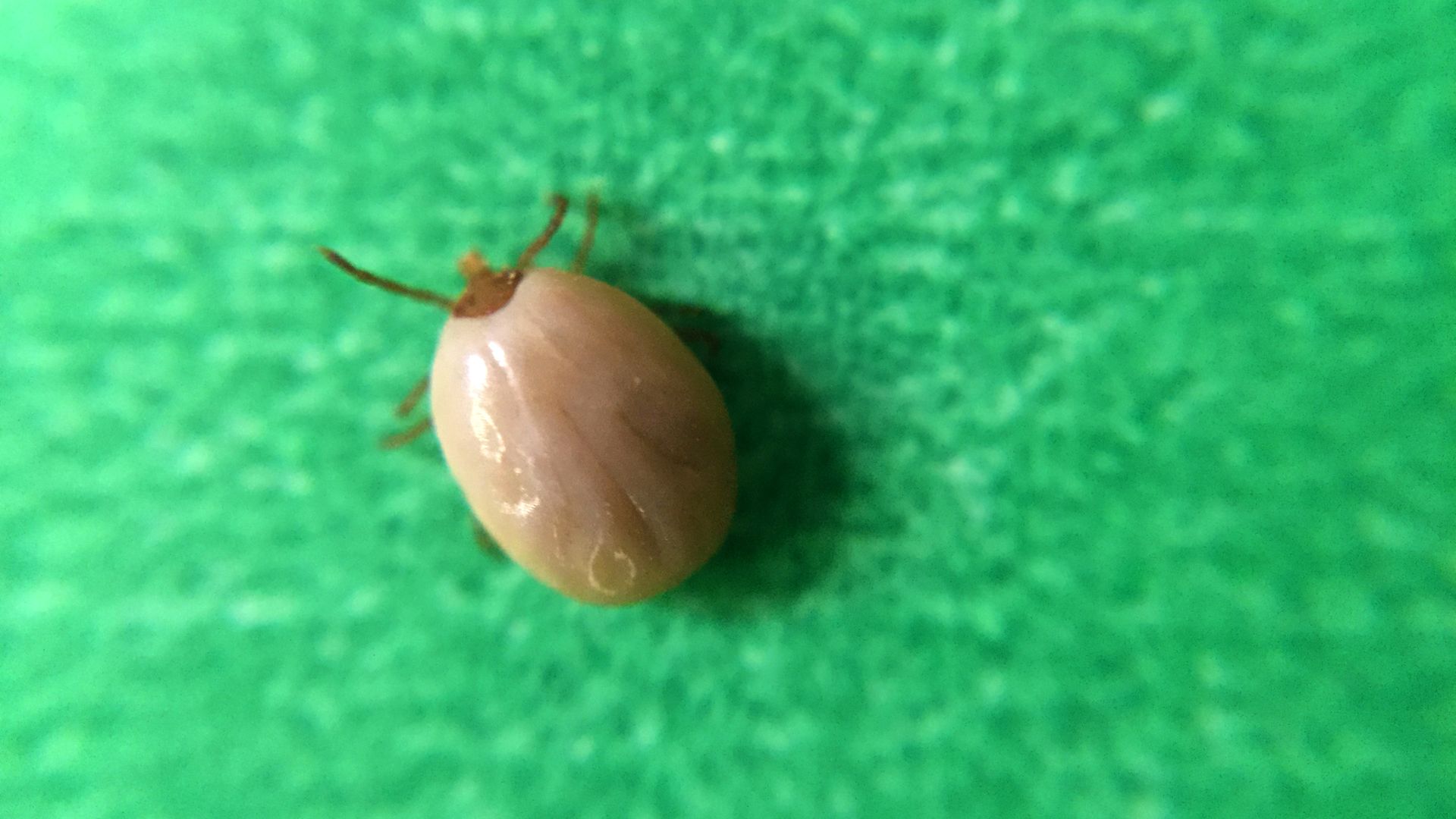 An engorged deer tick