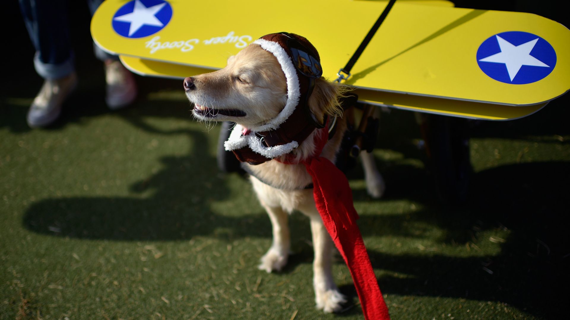 A dog is dressed as a pilot with yellow plane wings on its back.