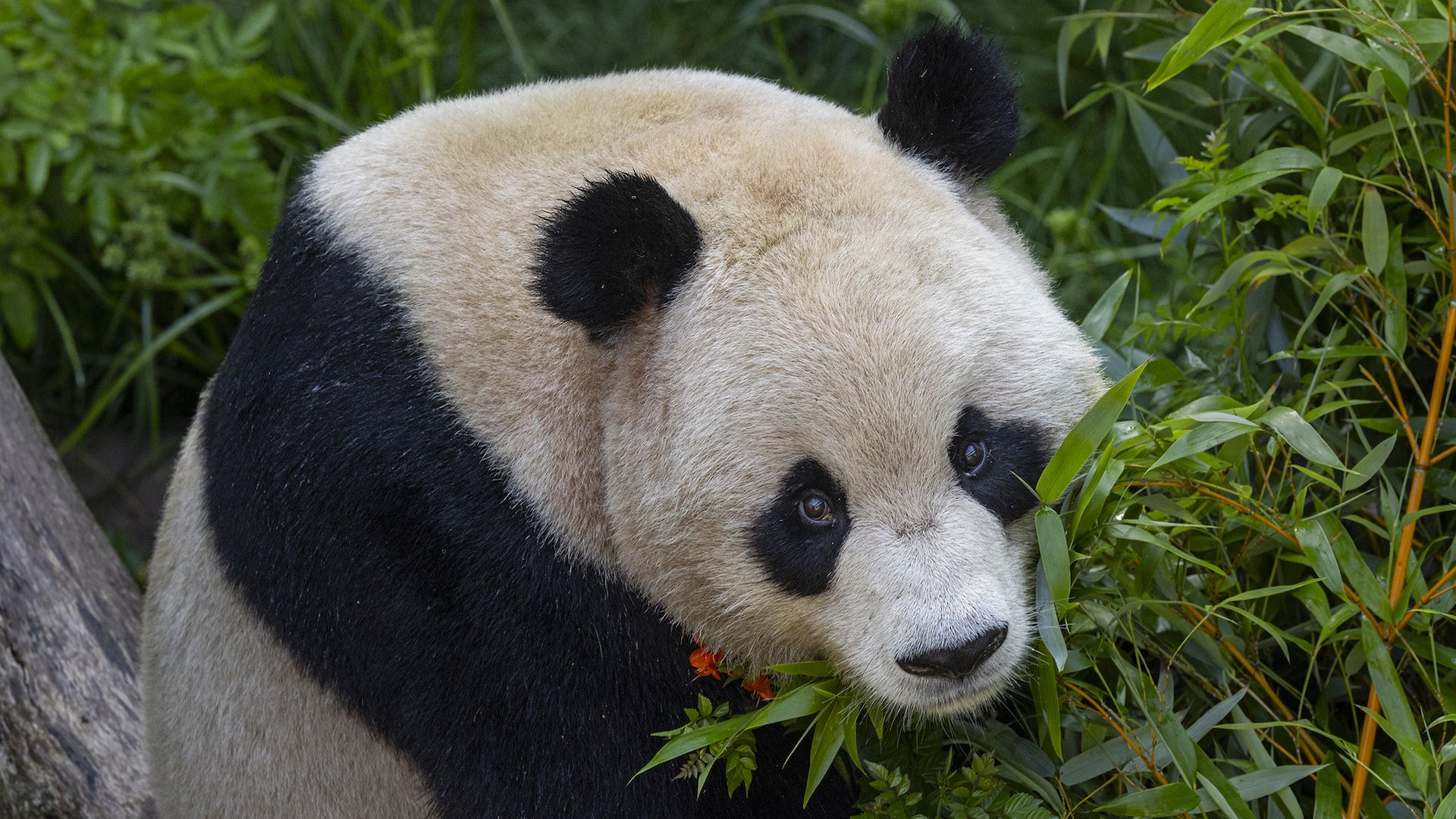 A panda eats bamboo.
