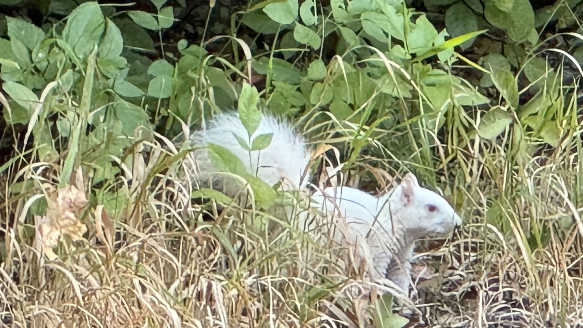 A photo of an albino squirrel in the wild. 