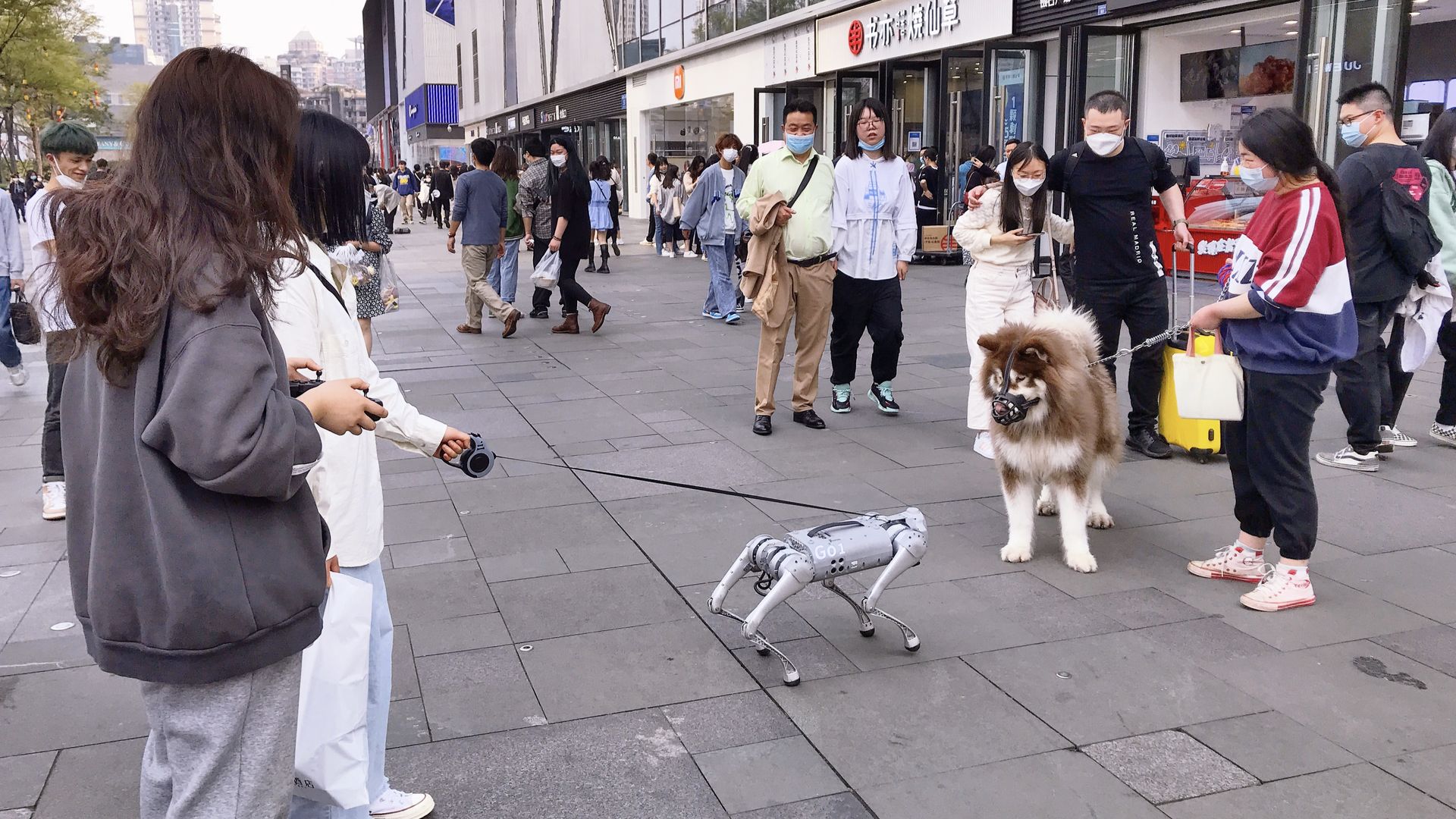 A robotic dog meets a real one on the sidewalk.