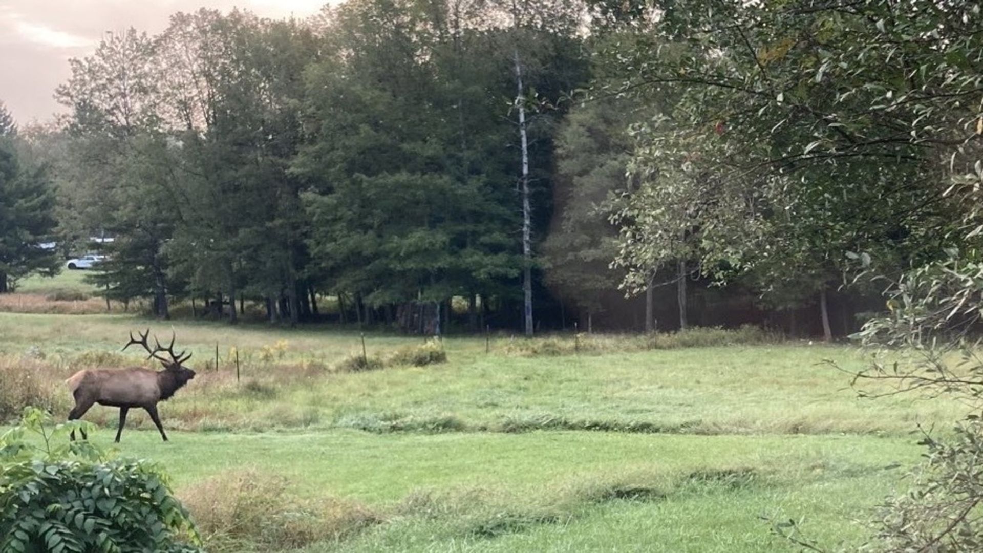 An elk in a field of grass with green trees in the background