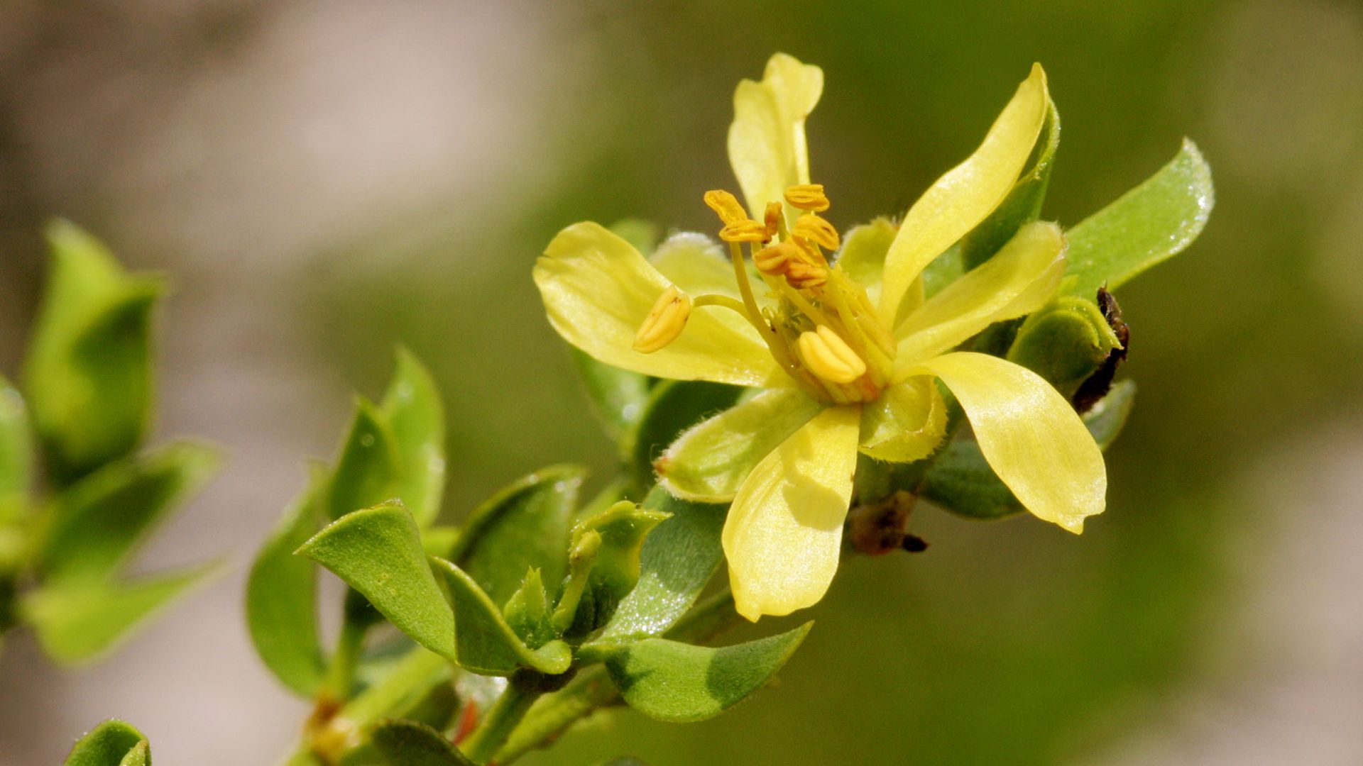 A close-up image of a flower from a creosote bush.