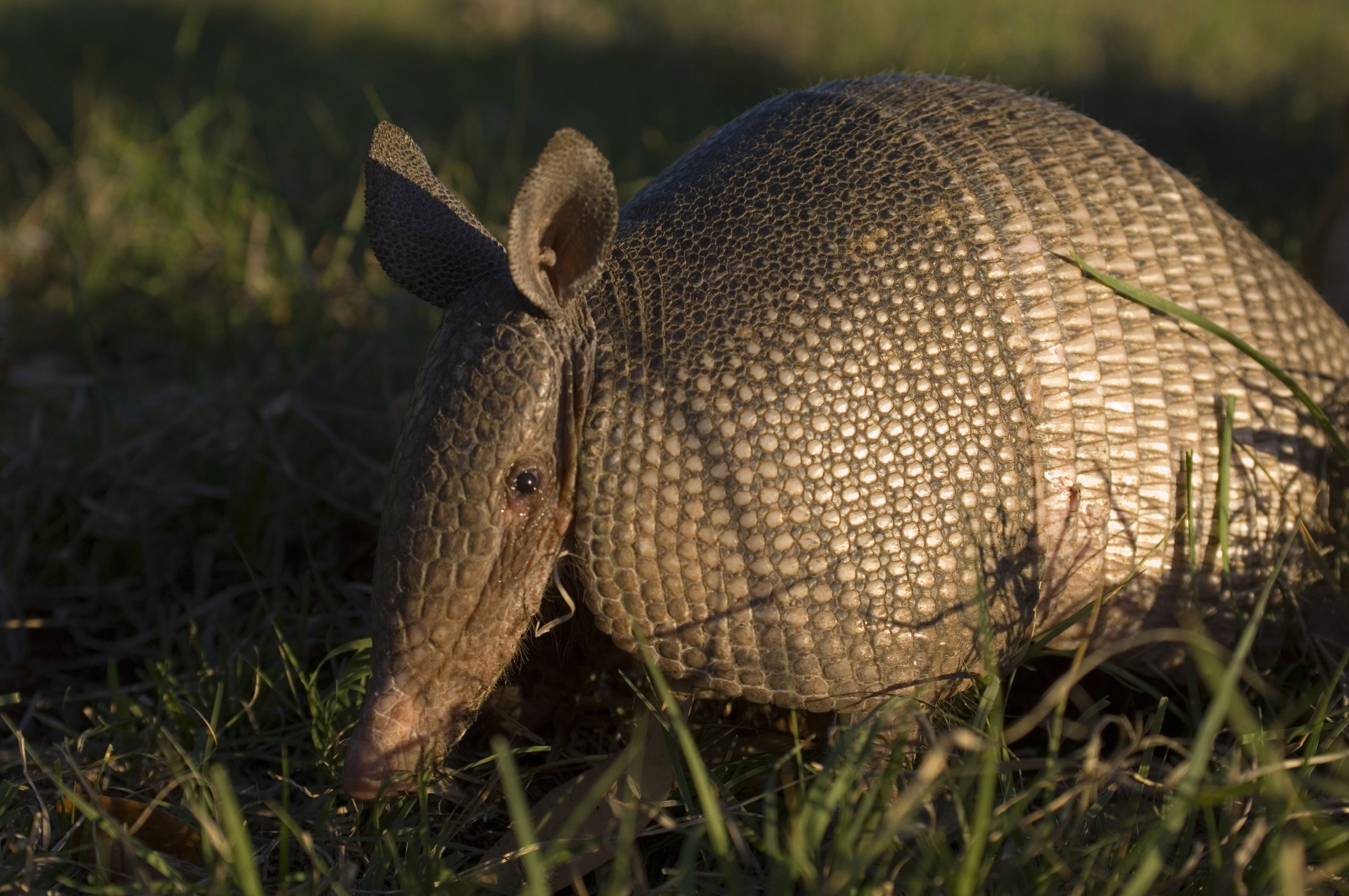 Armadillos may be arriving in Ohio for the first time - Axios Columbus