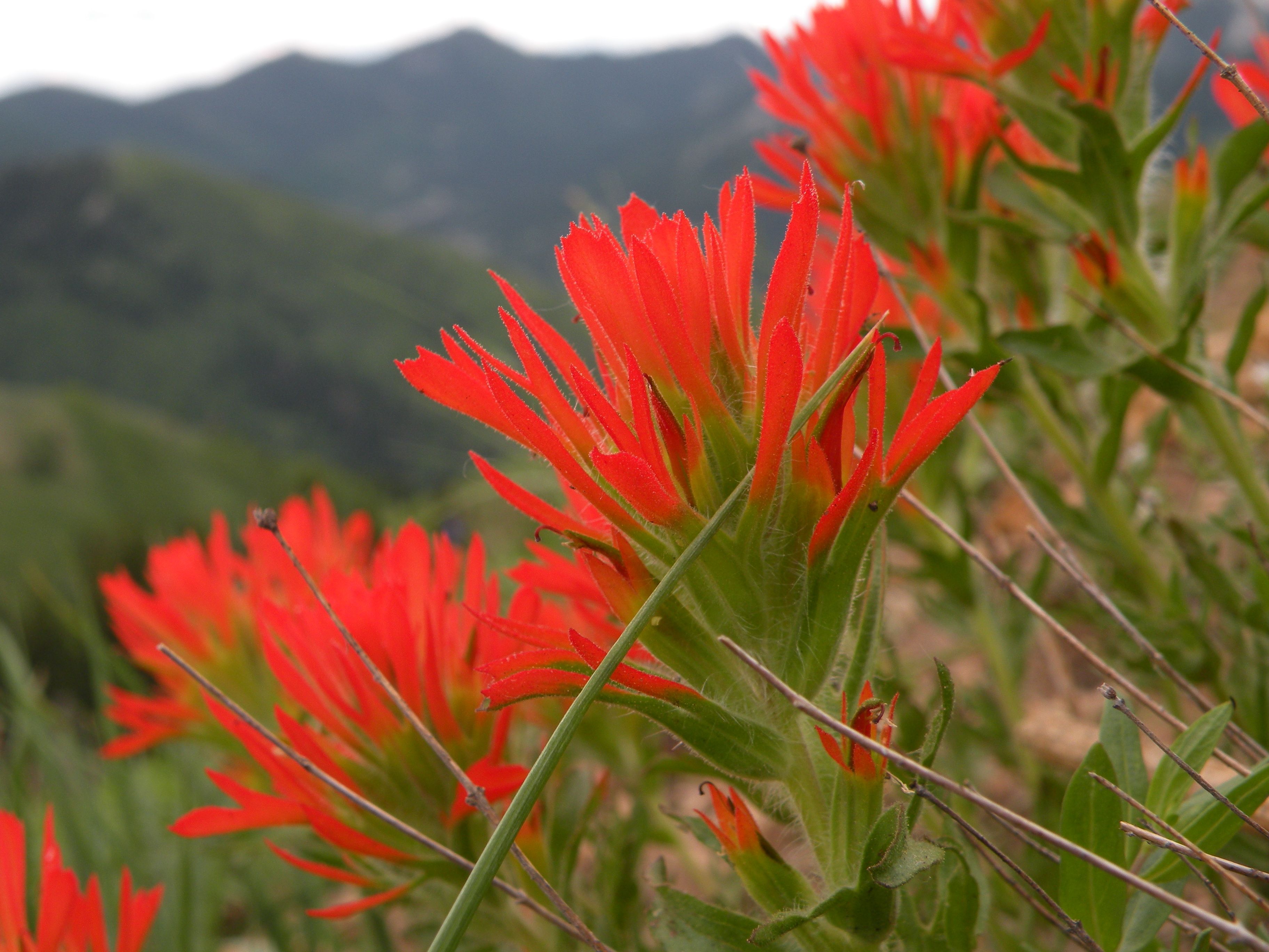 Red Indian Paintbrush on a cliff with peaks in the background.