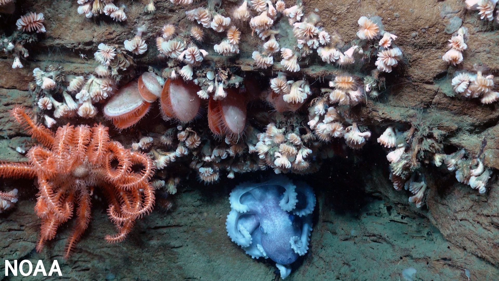 An octopus, sea star, bivalves and dozens of cup coral 