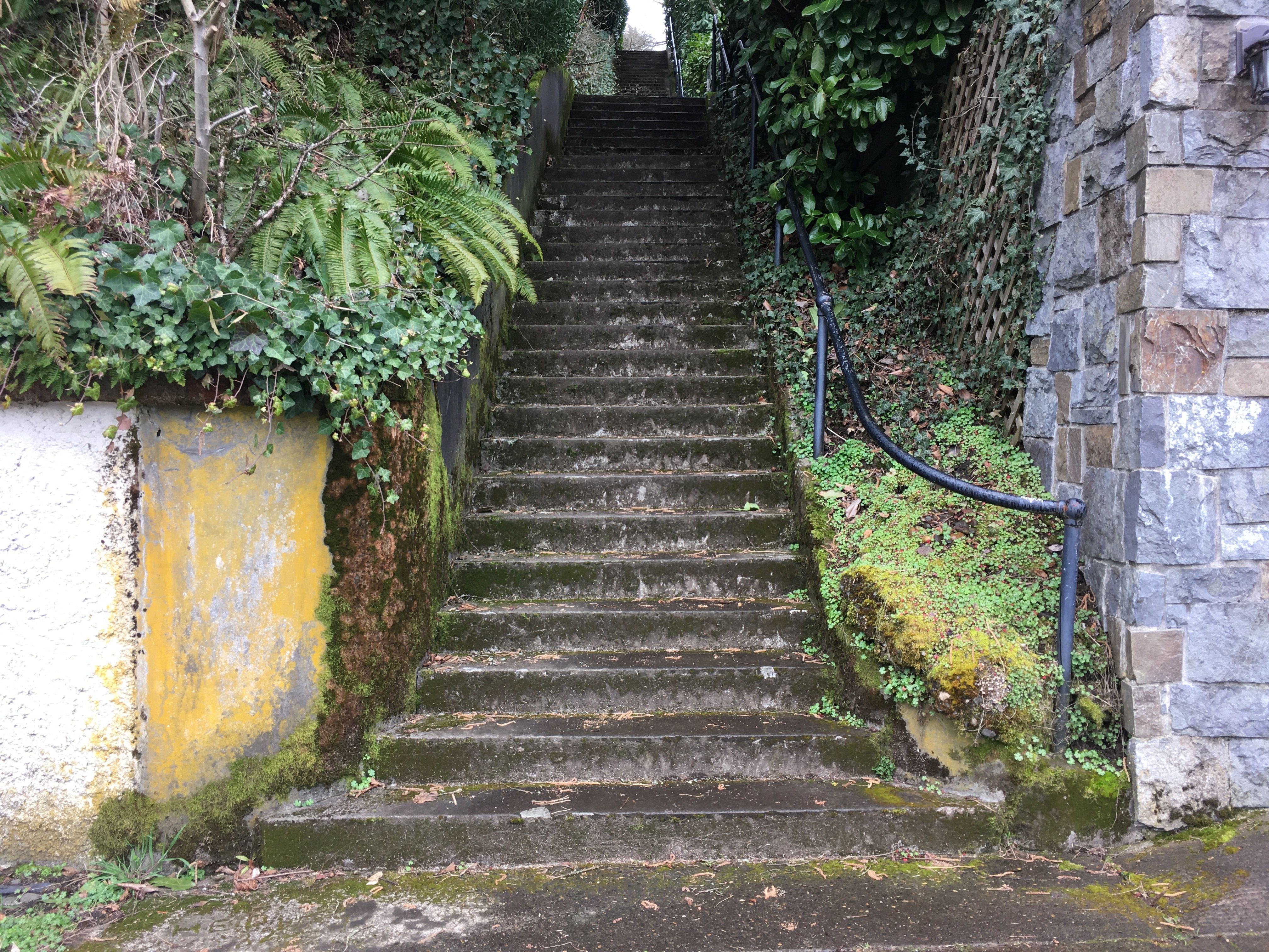 Mossy concrete steps rising; ivy and ferns spill over the sides.