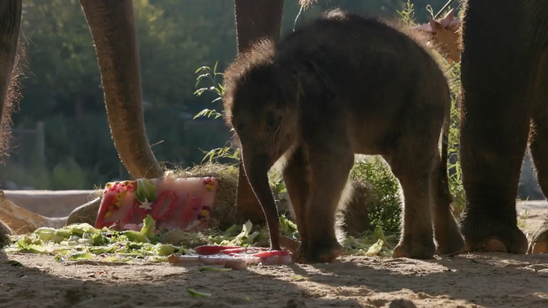 An elephant snacks on a treat made of ice that says "Lady Bird"