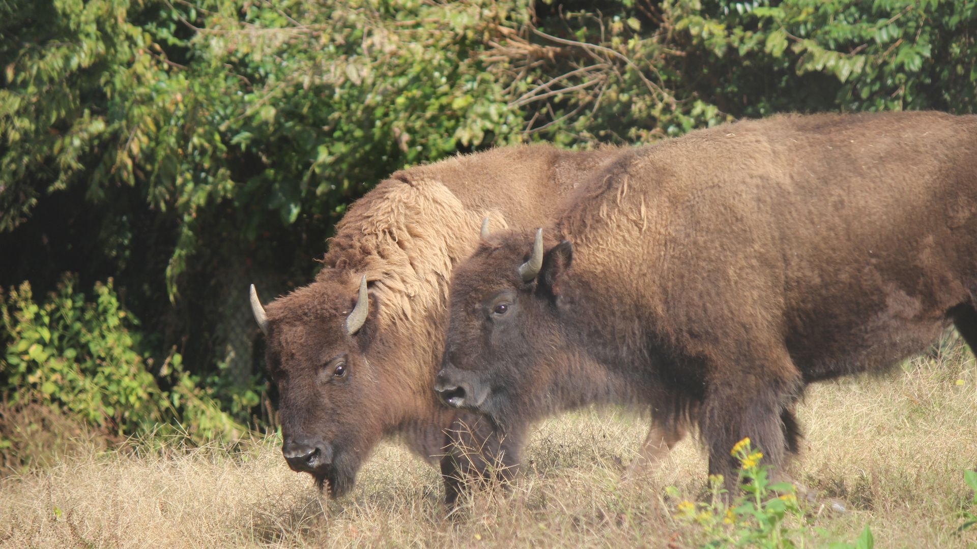Two bison standing in a field at Maymont