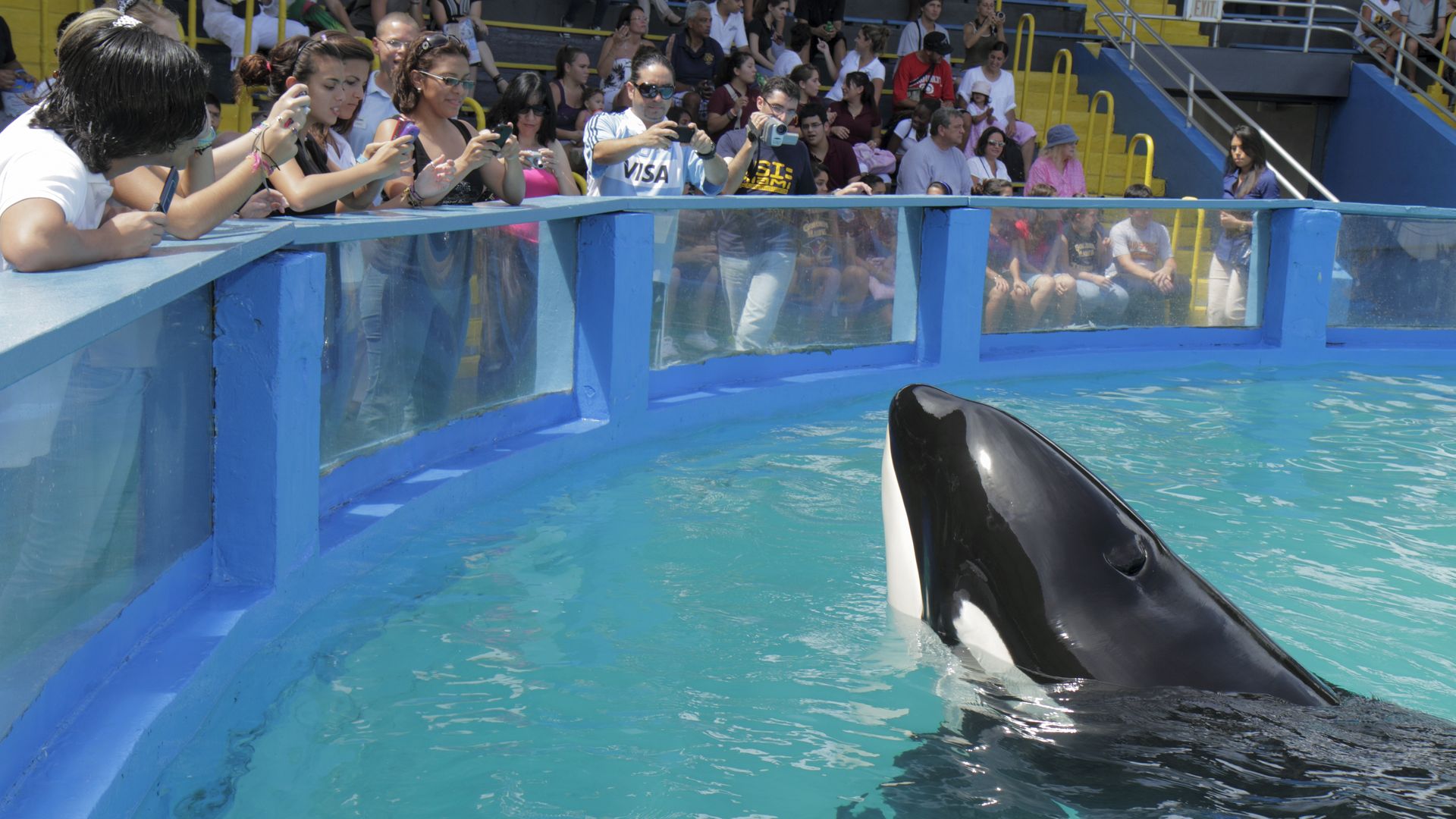 The audience at the Miami Seaquarium watching Lolita the killer whale at its 40th anniversary performance. (Photo by: Jeff Greenberg/Universal Images Group via Getty Images)