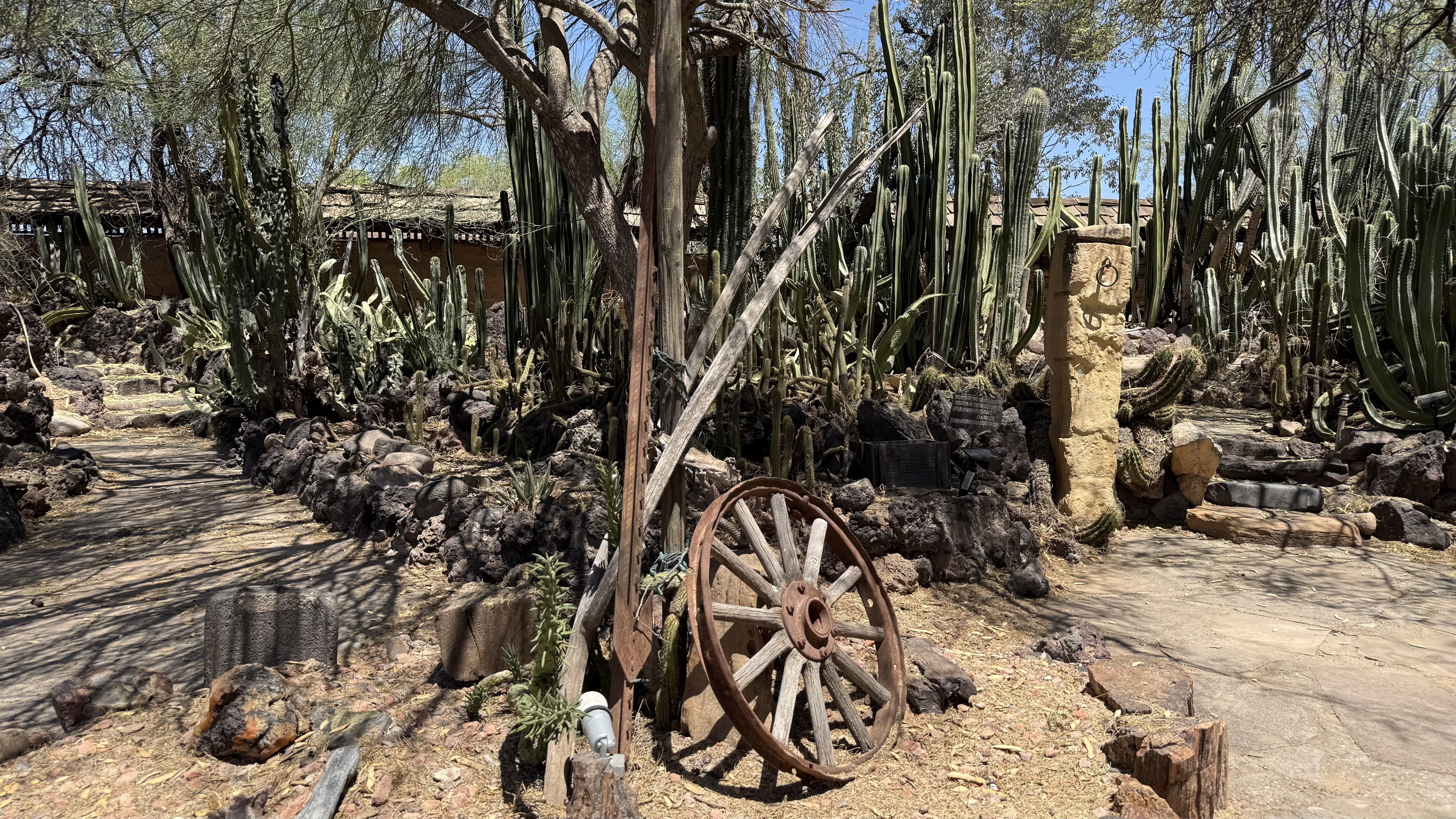 Desert garden with tall green cacti, rocky soil and a sunlit path. A rusty wooden wagon wheel sits in the foreground beside a stone pillar with a ring, under a leafy tree.