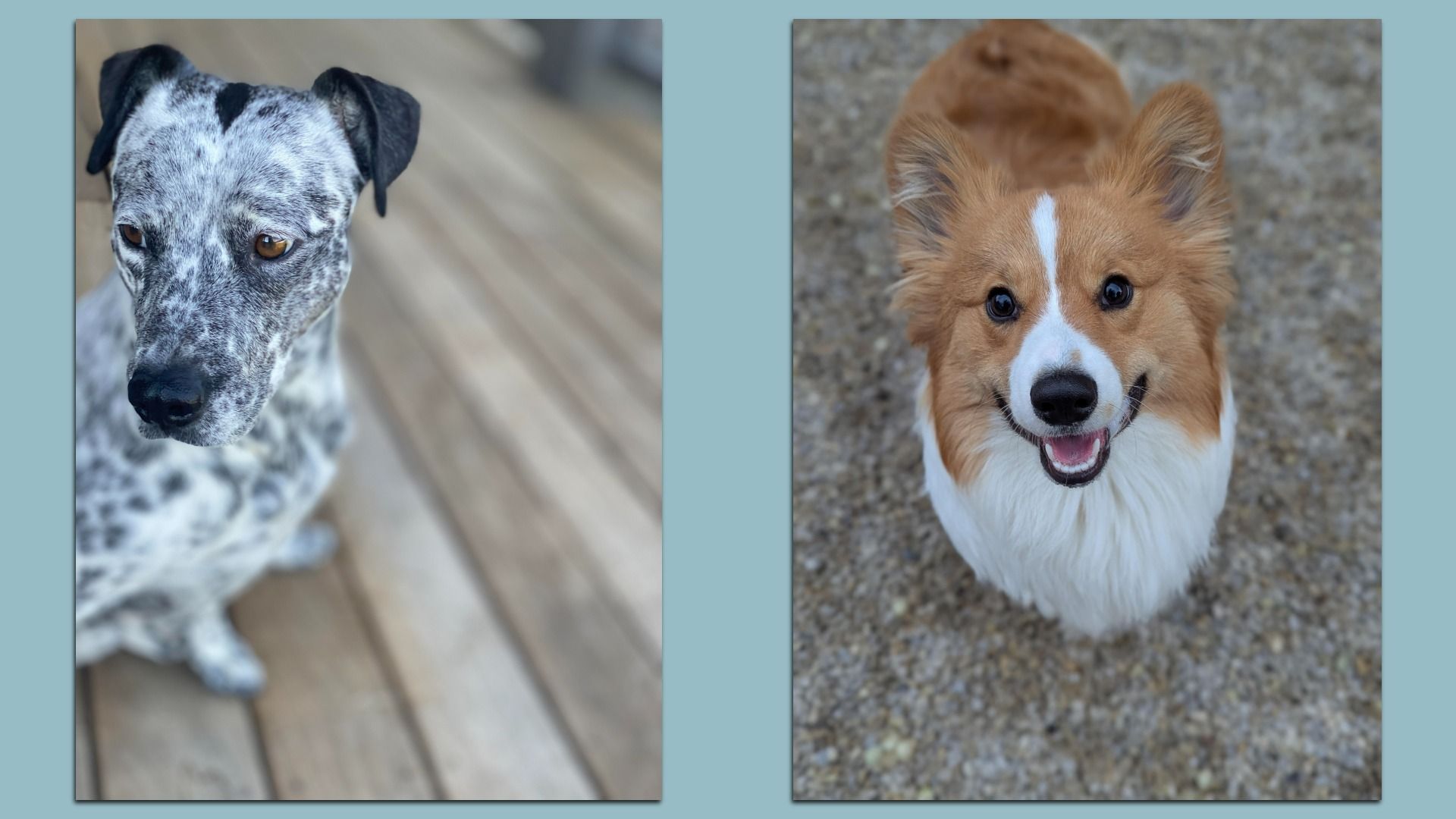Two dogs on a blue background: left, a speckled gray-blue Blue Heeler with amber eyes on a wooden deck; right, a brown-and-white Corgi with a white blaze, smiling on gravel.