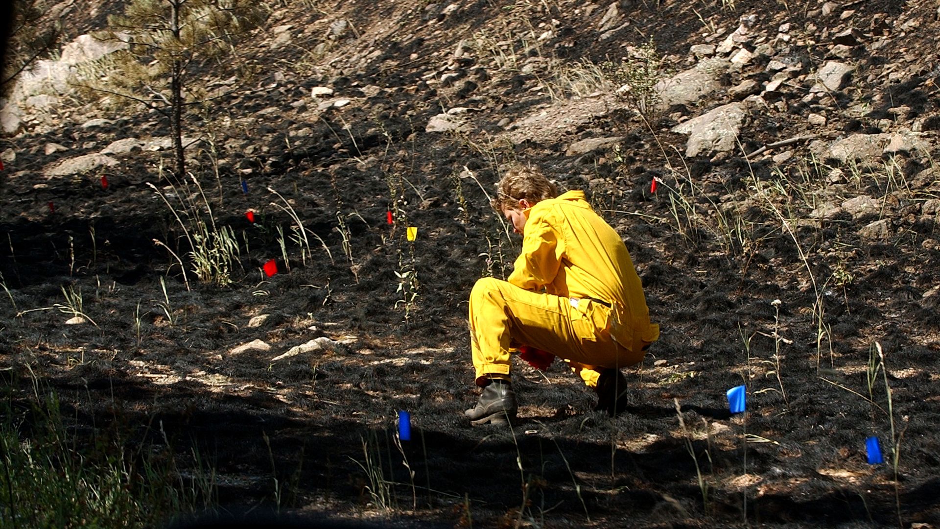 Person in a bright yellow protective suit kneels on a charred, rocky hillside, examining burned ground as small red, blue, and yellow flags mark survey plots.