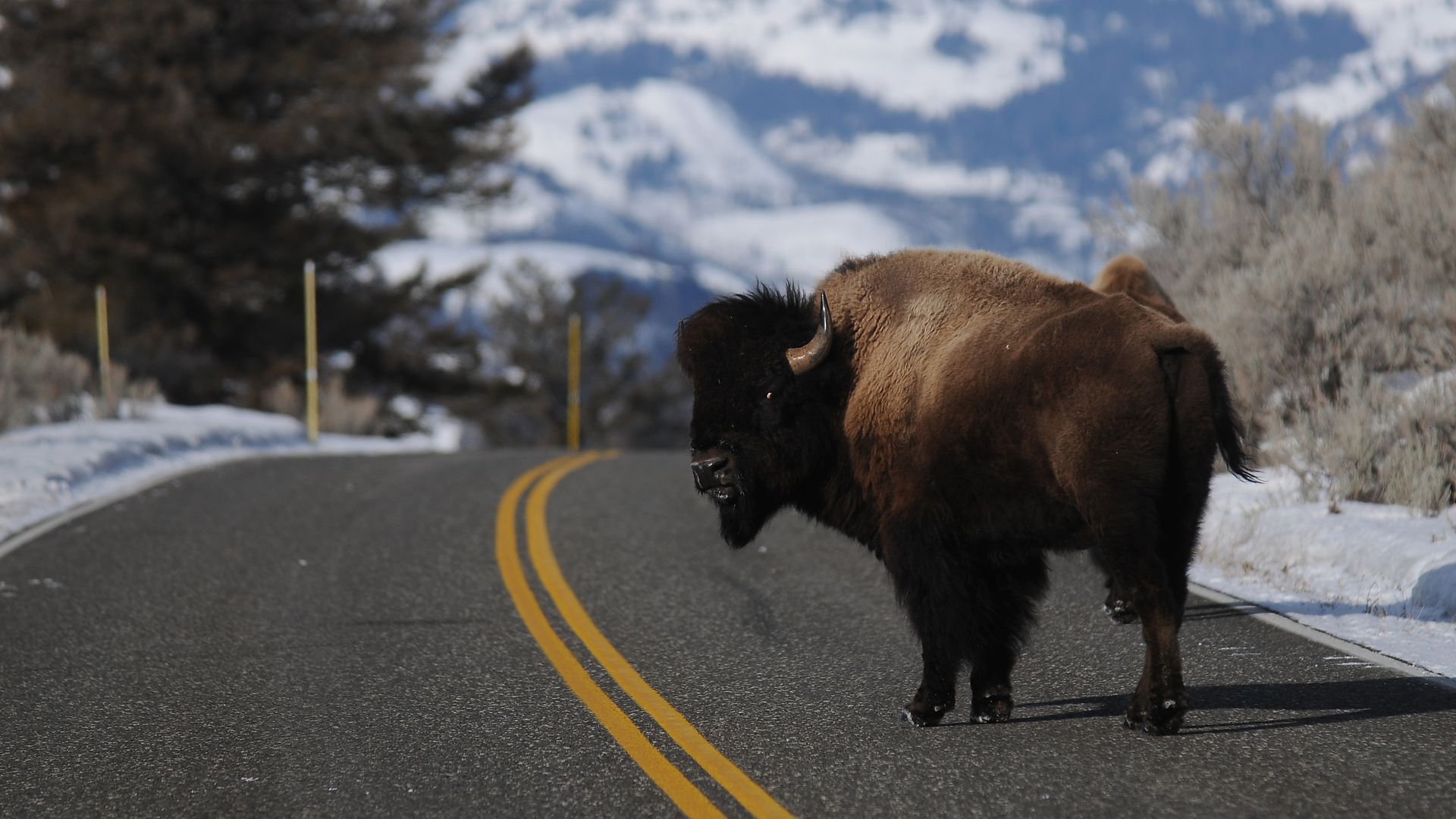 A bison in Yellowstone National Park.