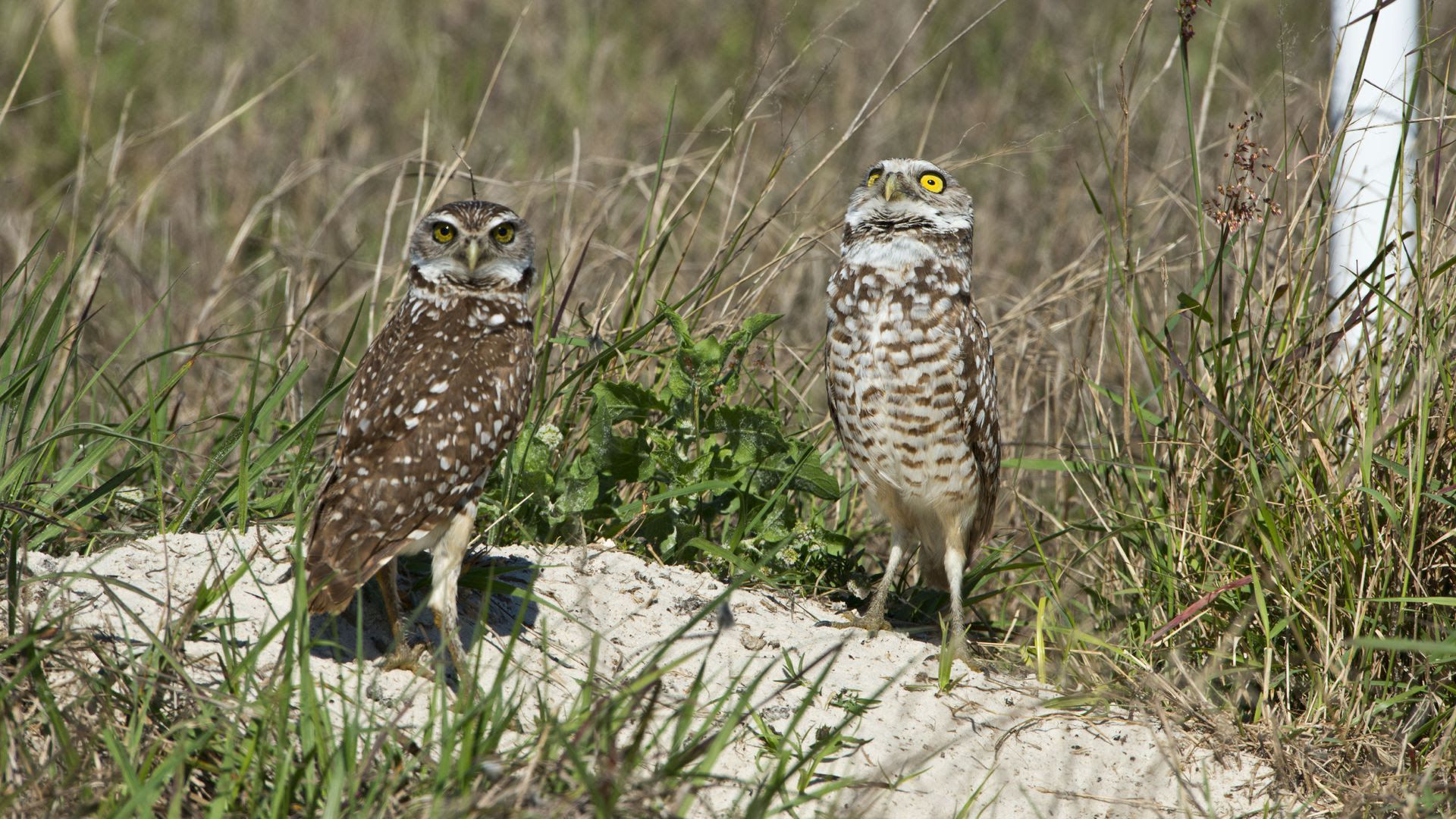 A pair of burrowing owls sit together near Cape Coral.