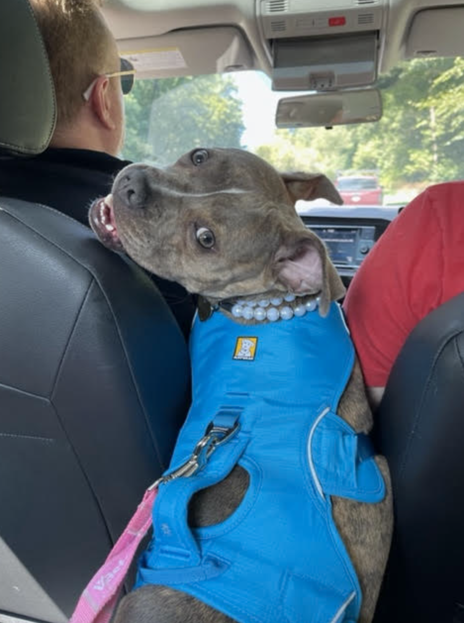 A dog in a blue vest and pearls looks backwards in a car.