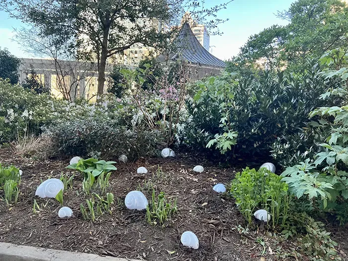 Charlotte SHOUT snails