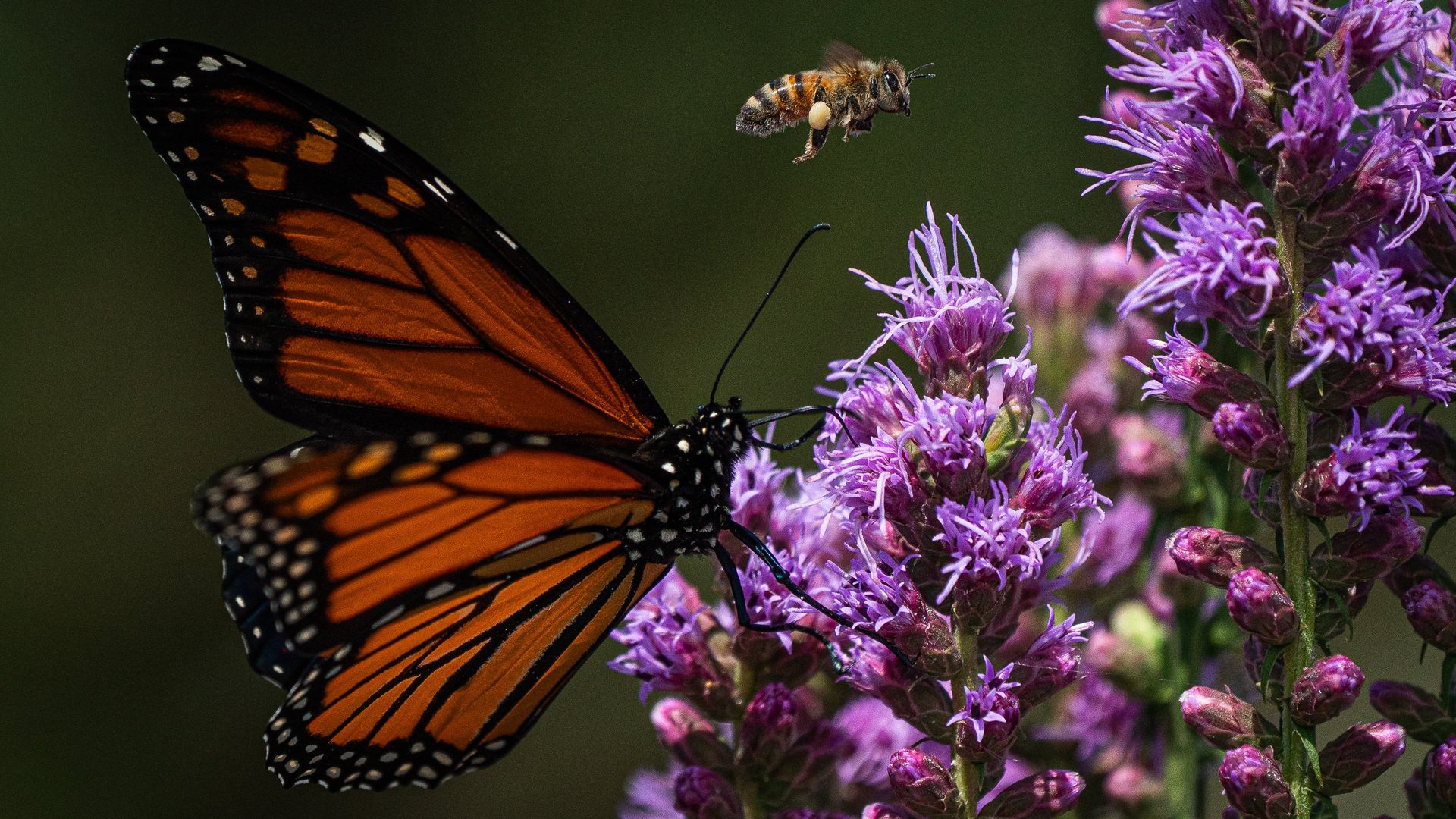 A pollen-covered bee flies above a monarch butterfly as it drinks nectar from purple flowers.