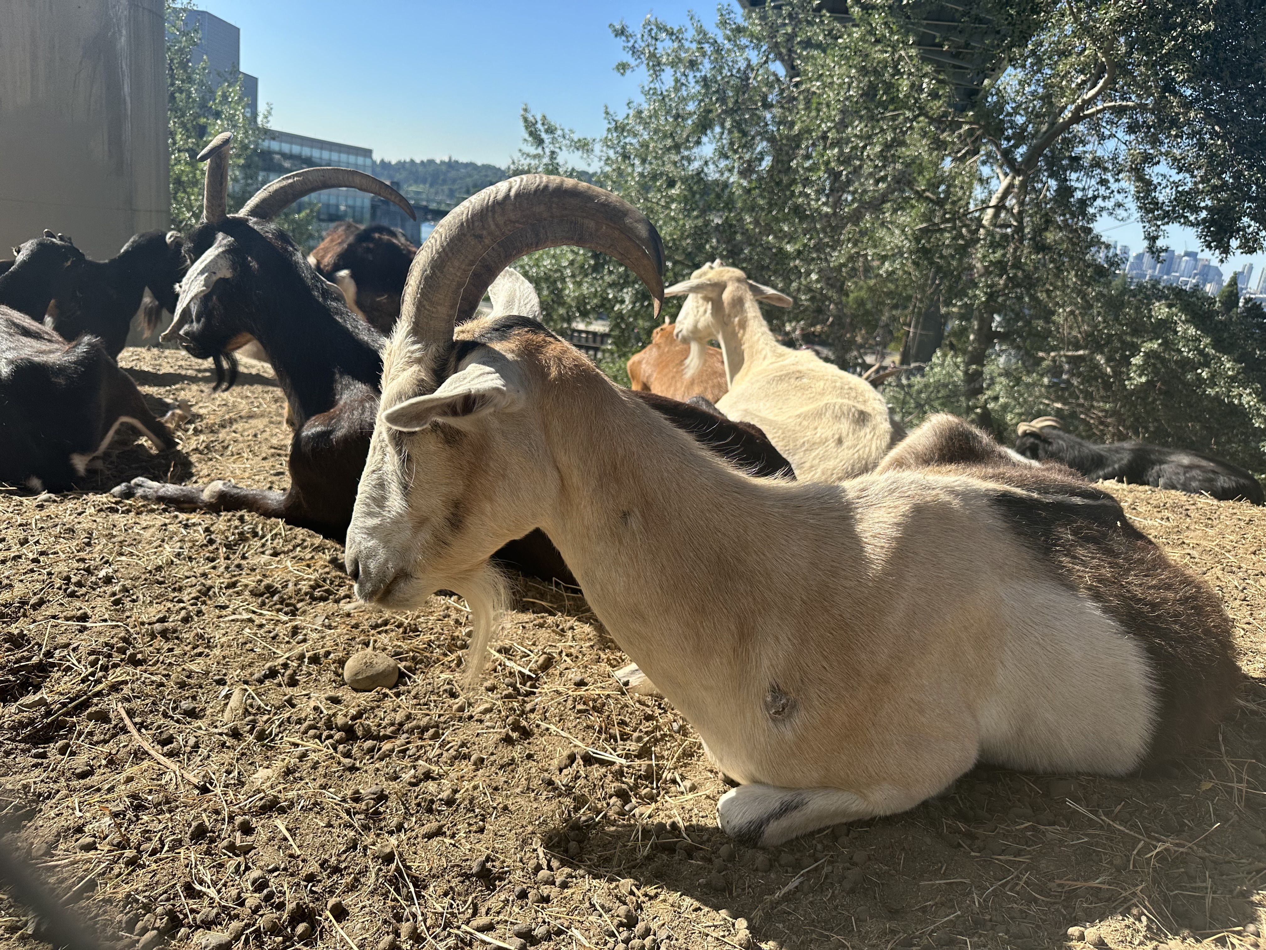 A white goat with large horns lays on the ground surrounded by other goats.