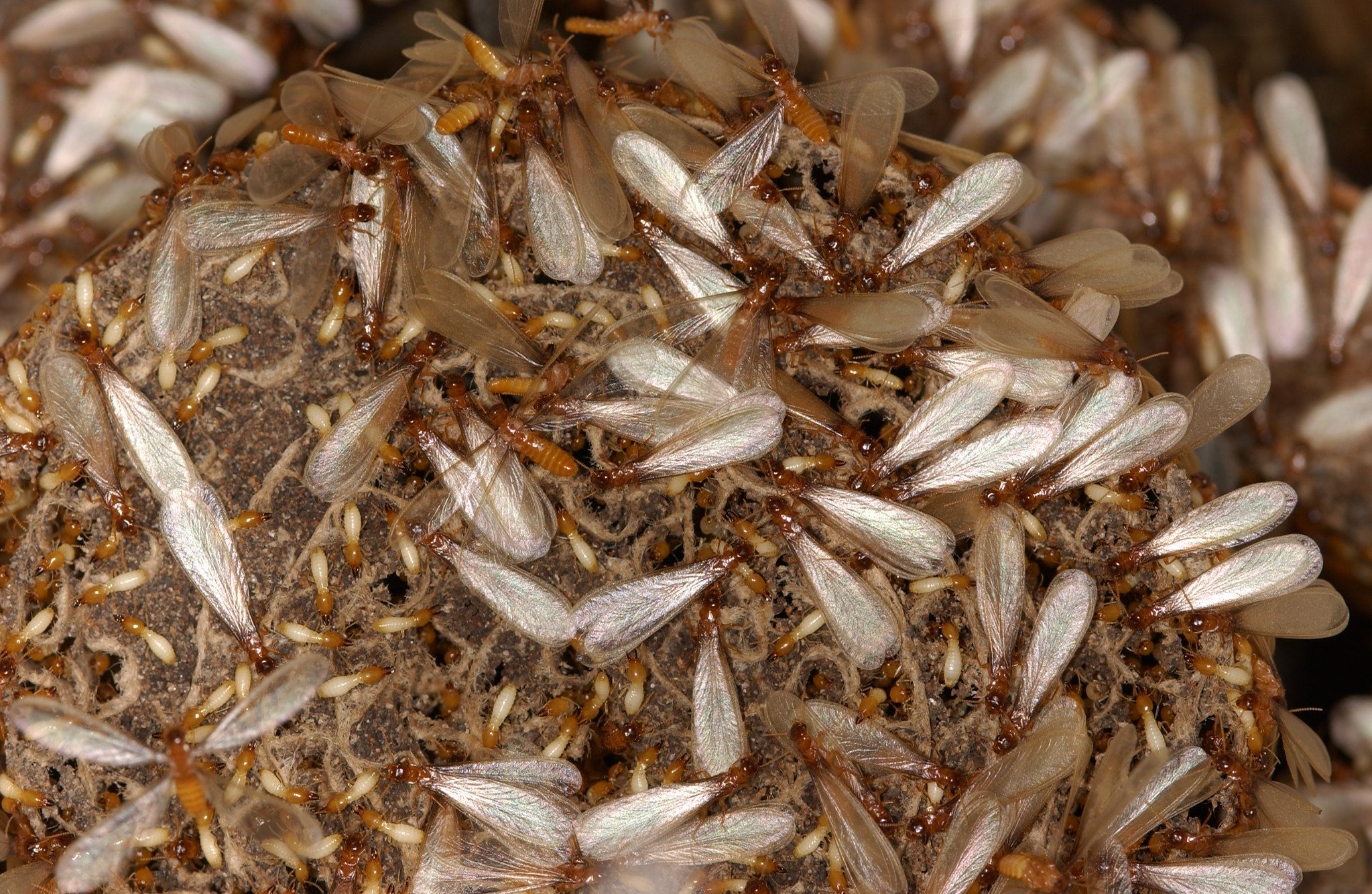 Photo shows hundreds of termites in a ball. The ones on the outside have wings.