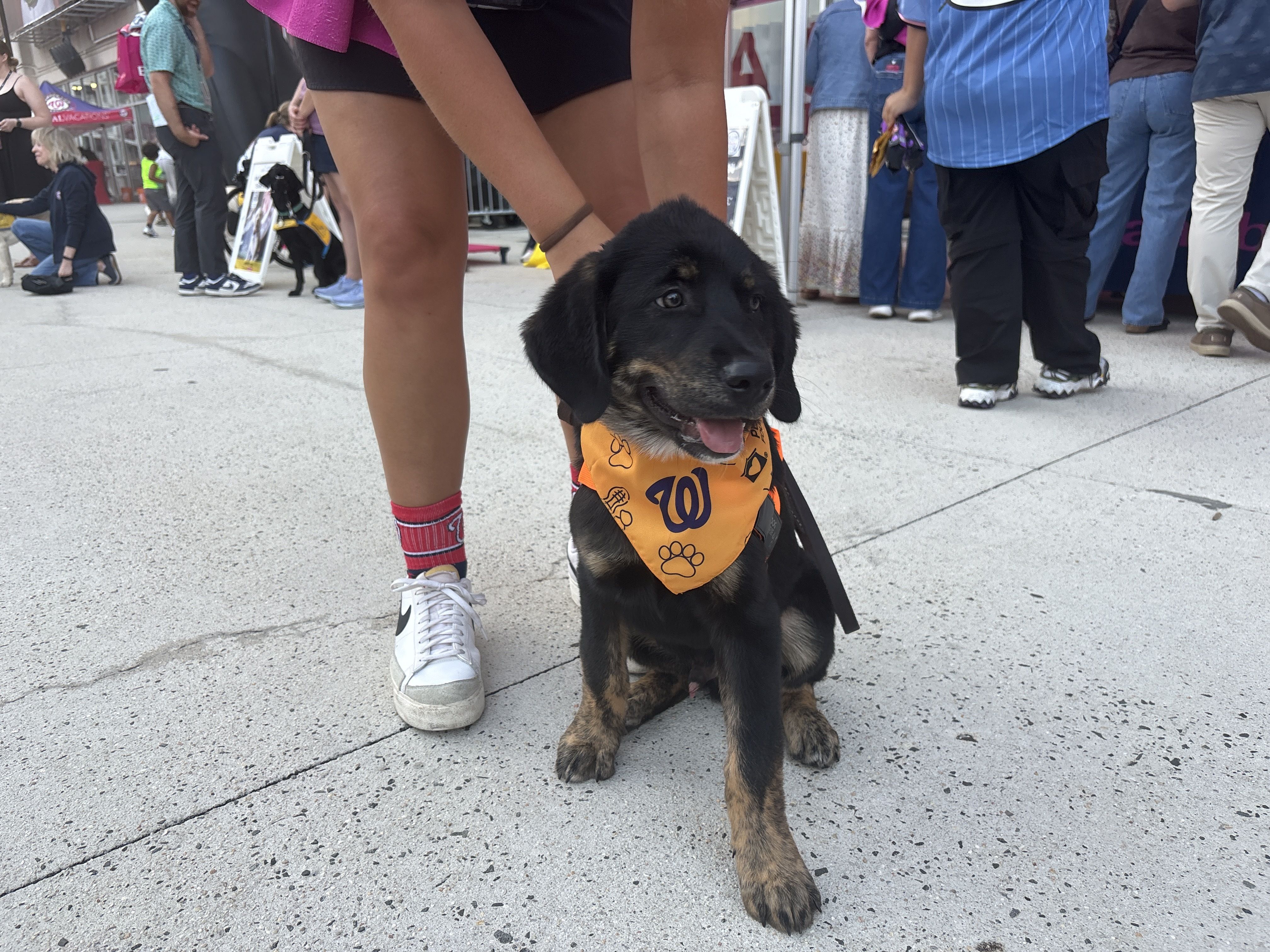 Black and tan puppy wearing an orange paw-print bandana sits at the front of a busy outdoor event, with people, tents, and pavement in the background.
