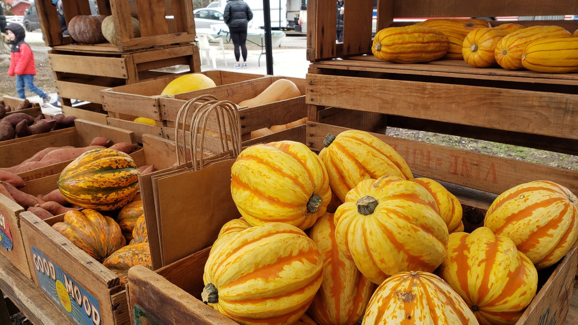 Squashes