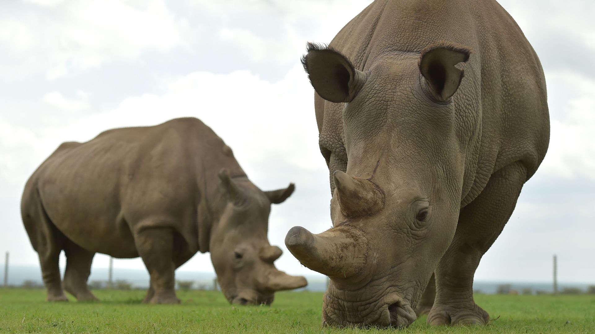 are white rhinoceros extinct