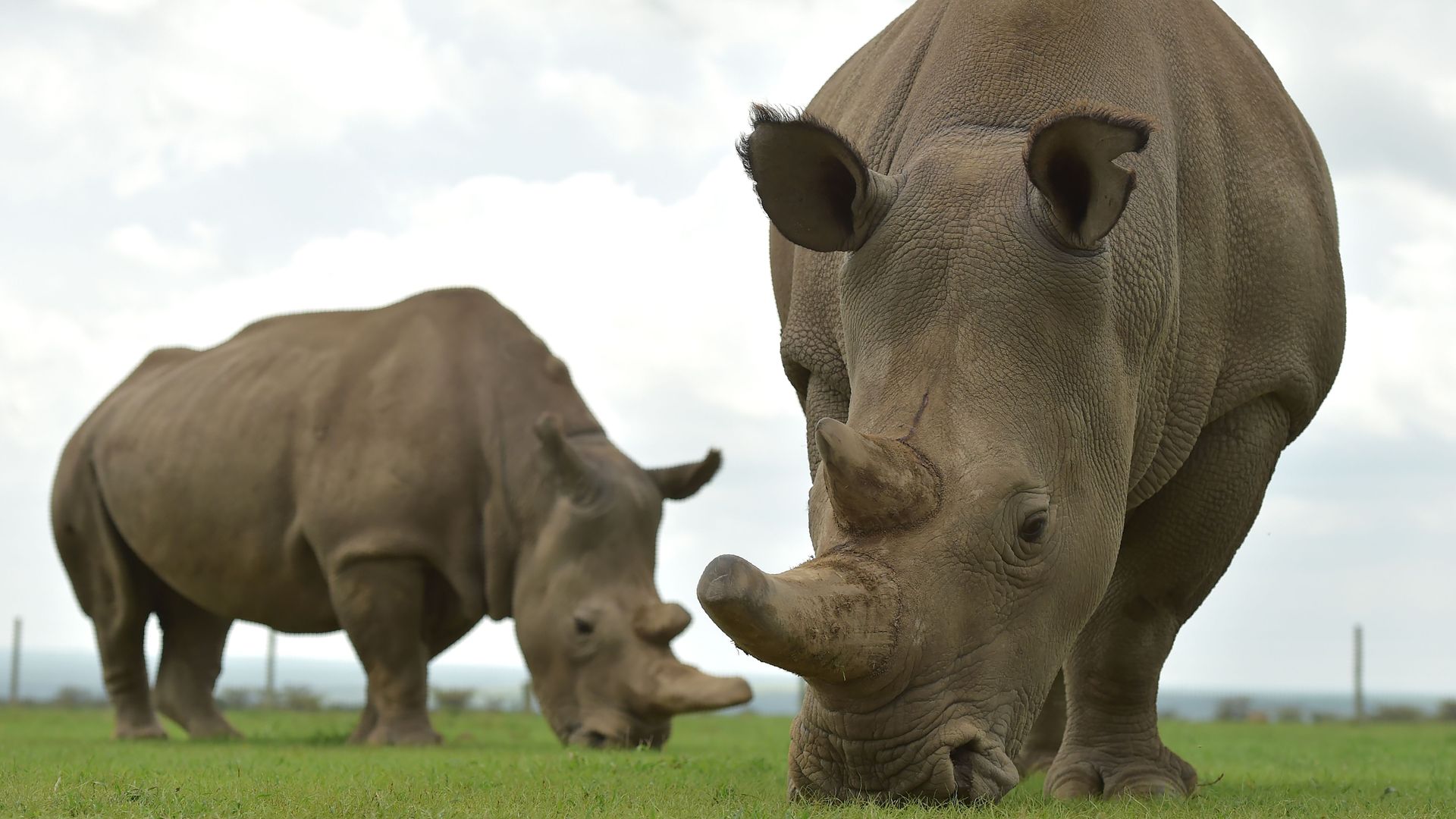 The last two remaining northern white rhinos, both female