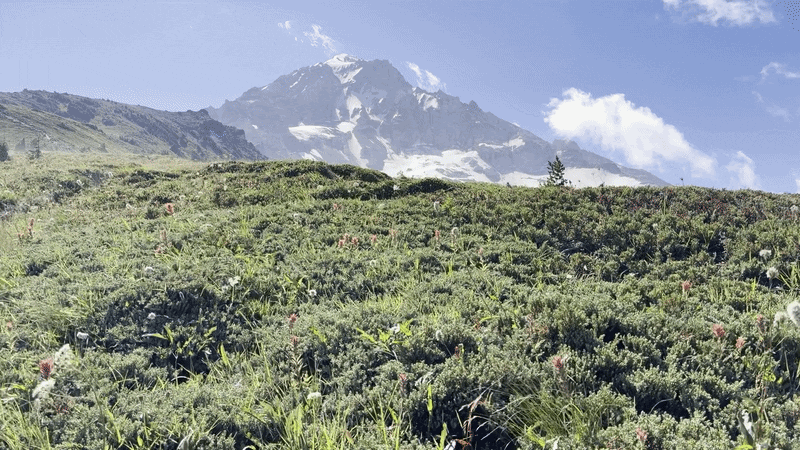 Animated gif shows wildflowers blowing in the wind in front of a the summit of mount hood.
