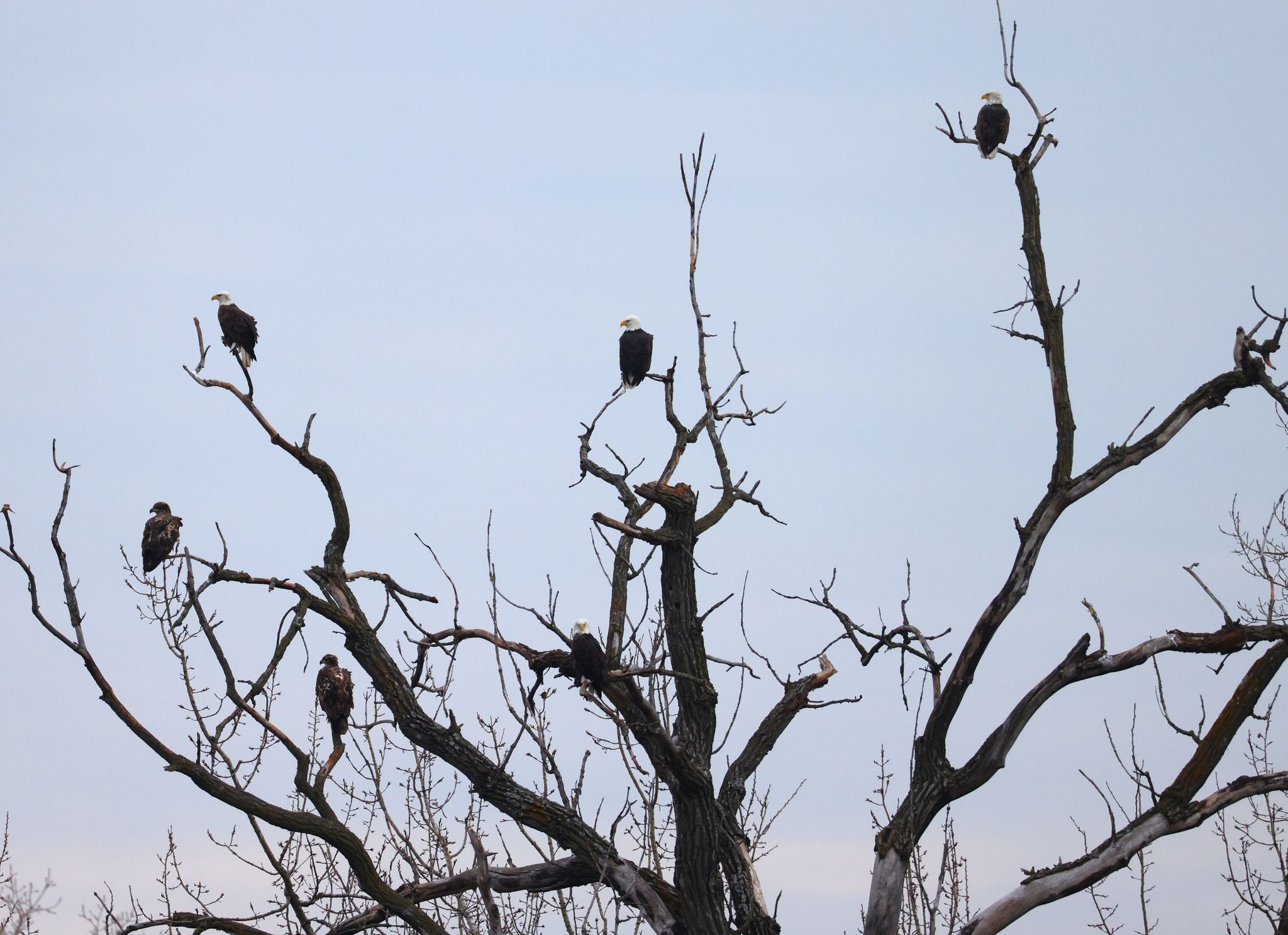 A photo of eagles in a tree.