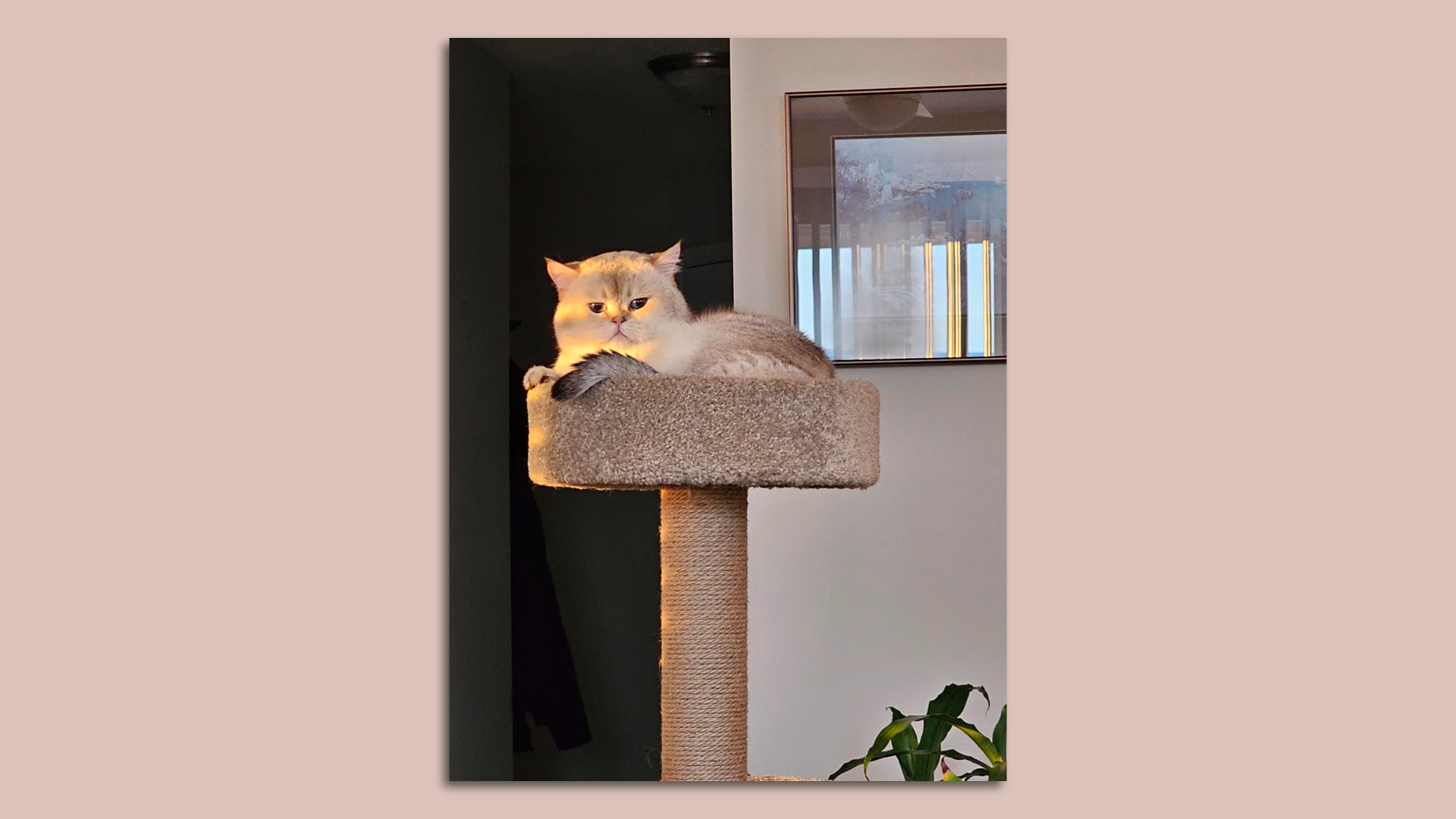 A feline sits on a cat tree.