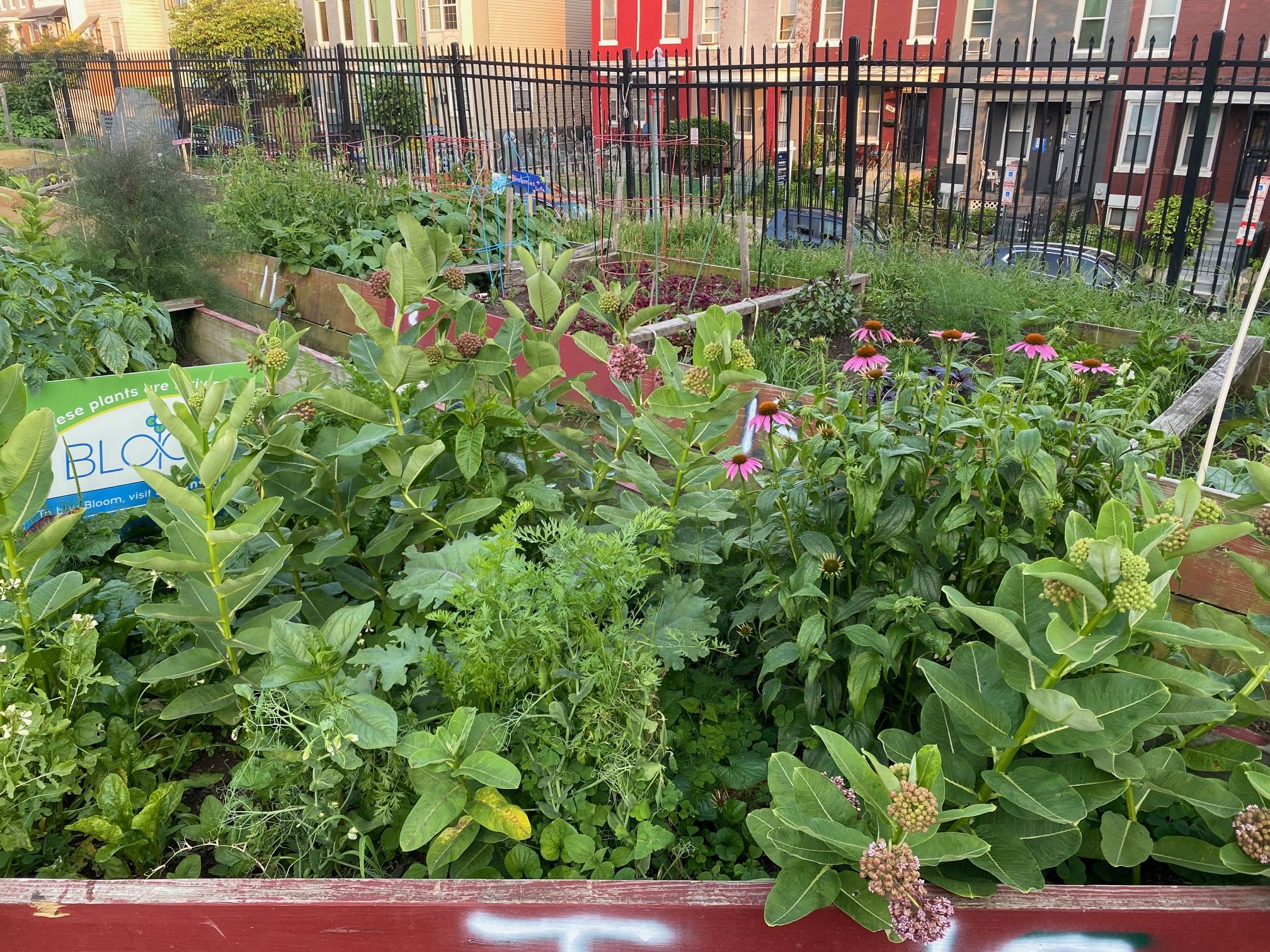 A community garden with raised wooden beds filled with leafy greens and pink coneflowers, enclosed by a black metal fence; colorful row houses and parked cars visible beyond.