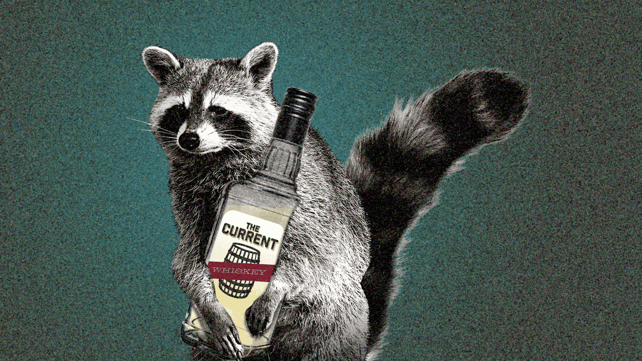 Animated illustration of a raccoon holding a bottle of whiskey and swaying back and forth, while fizzy star shapes pop out of its head.