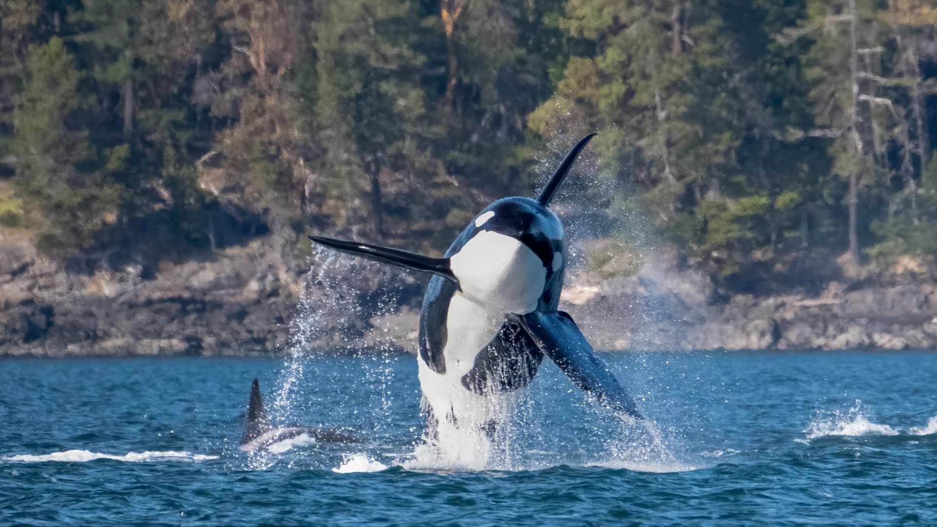 A killer whale breaches the surface of the water, as if leaping out of the ocean, with another whale's fin visible in the nearby waters and trees and the coast in the background.