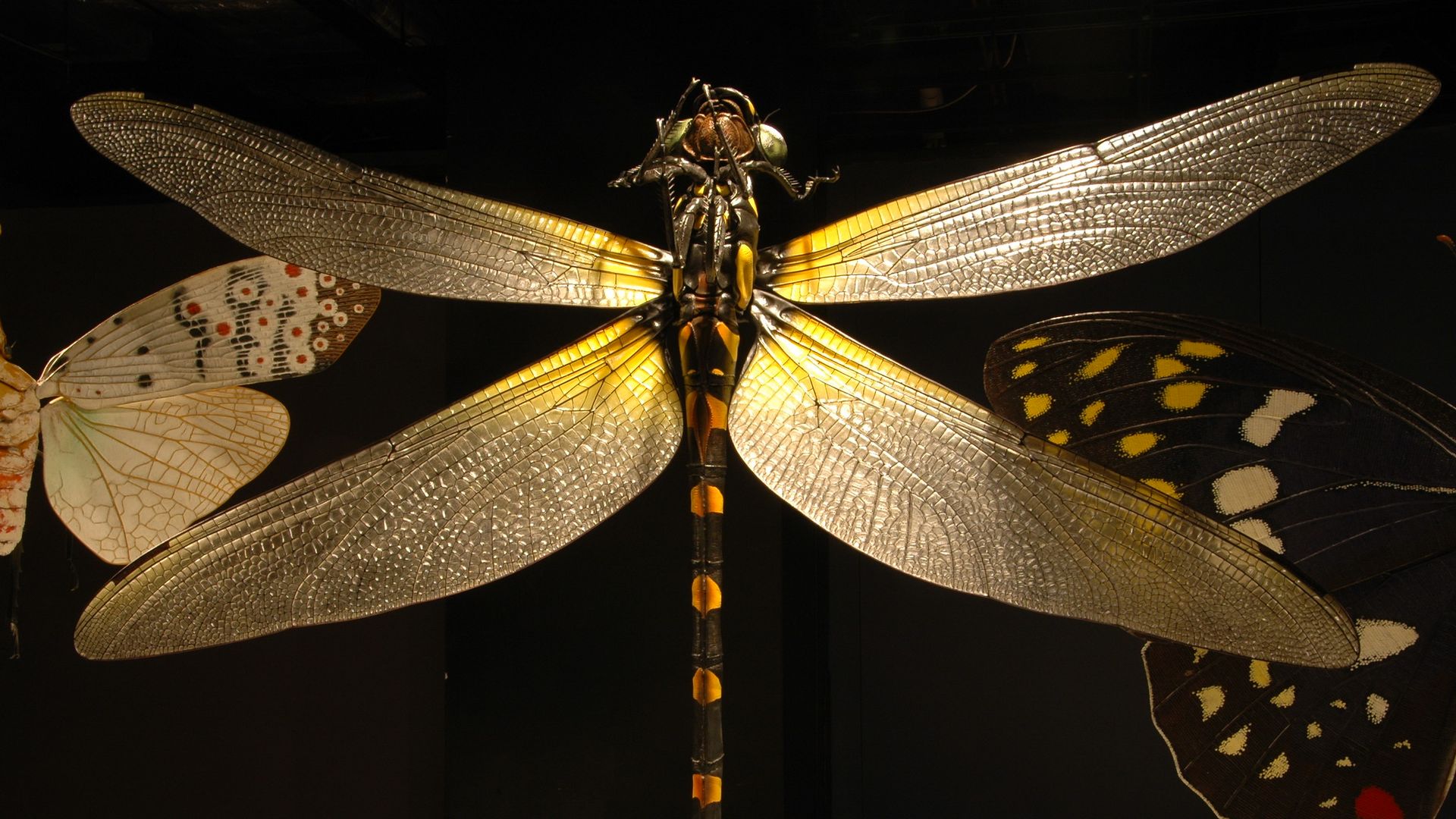 giant dragonfly bug at bell museum bug exhibit