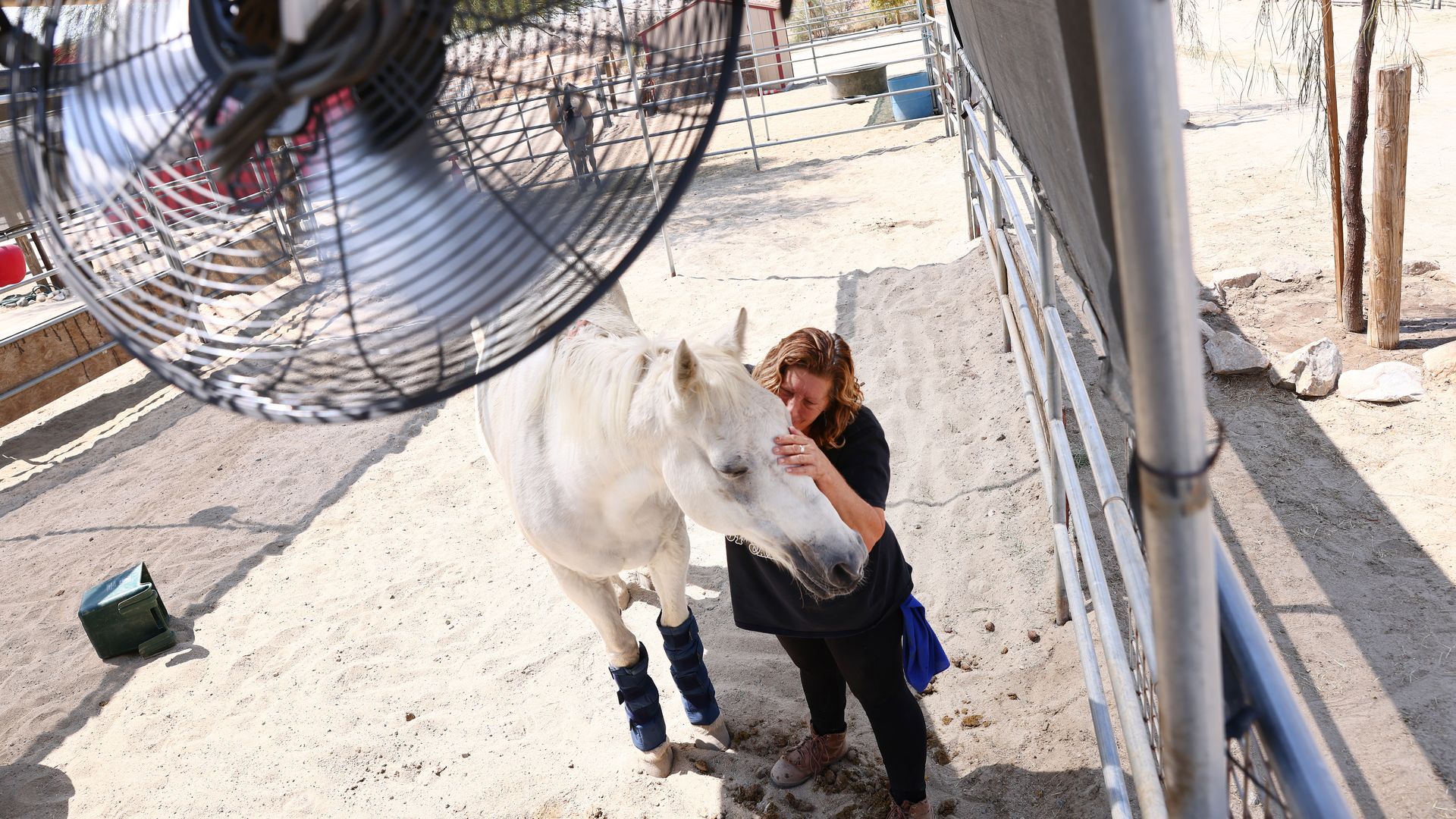 A woman comforts a horse after strapping ice packs to his legs to help keep him cool, amid a water shortage at the rescue, on July 11, 2021 in Indio, California.
