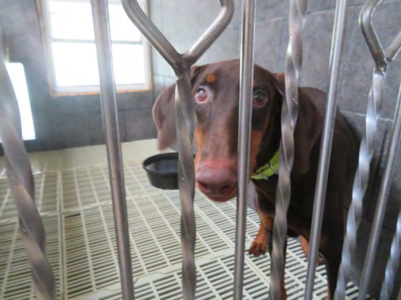 A Doberman sits in a cage at a puppy mill in Iowa.