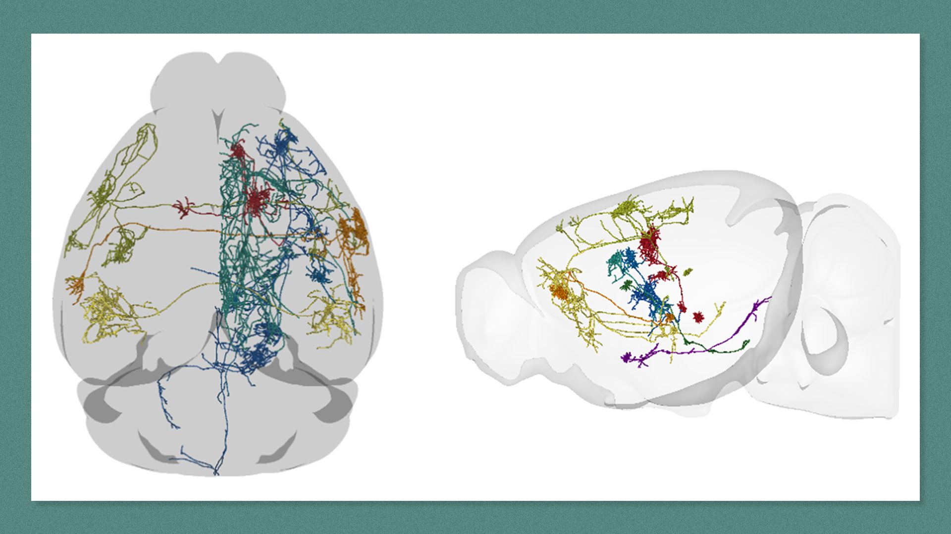 Complete, brain-wide reconstructions of several different types of mouse neurons showing their position in a rendering of the mouse brain.