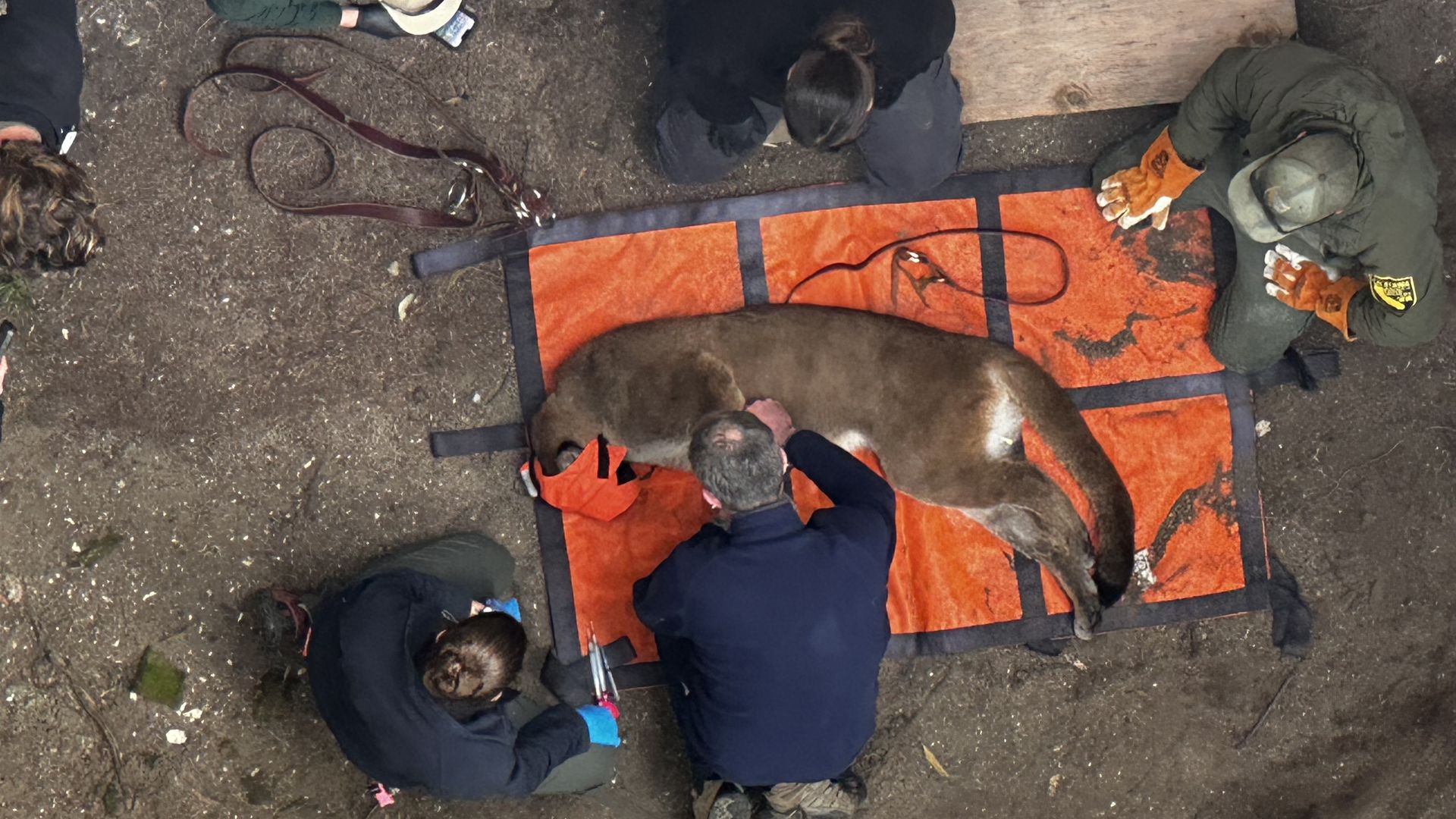 A group of five people in outdoor gear surrounding a tranquilized mountain lion on an orange tarp laid on dirt, preparing for handling or relocation in a forested area.
