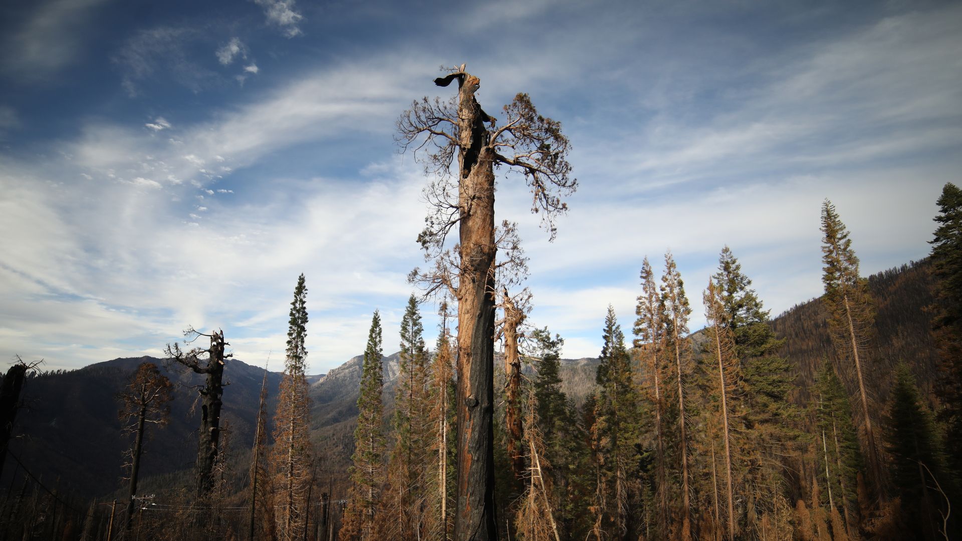 Photo of burned forest in California
