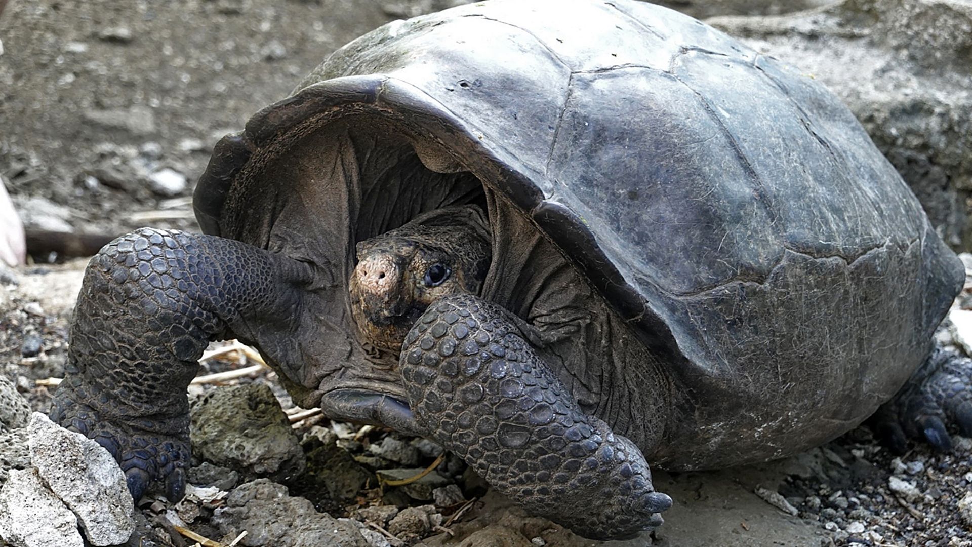 A specimen of the giant Galapagos tortoise Chelonoidis phantasticus at the Galapagos National Park on Santa Cruz Island in the Galapagos Archipelagoon February 19, 2019. 