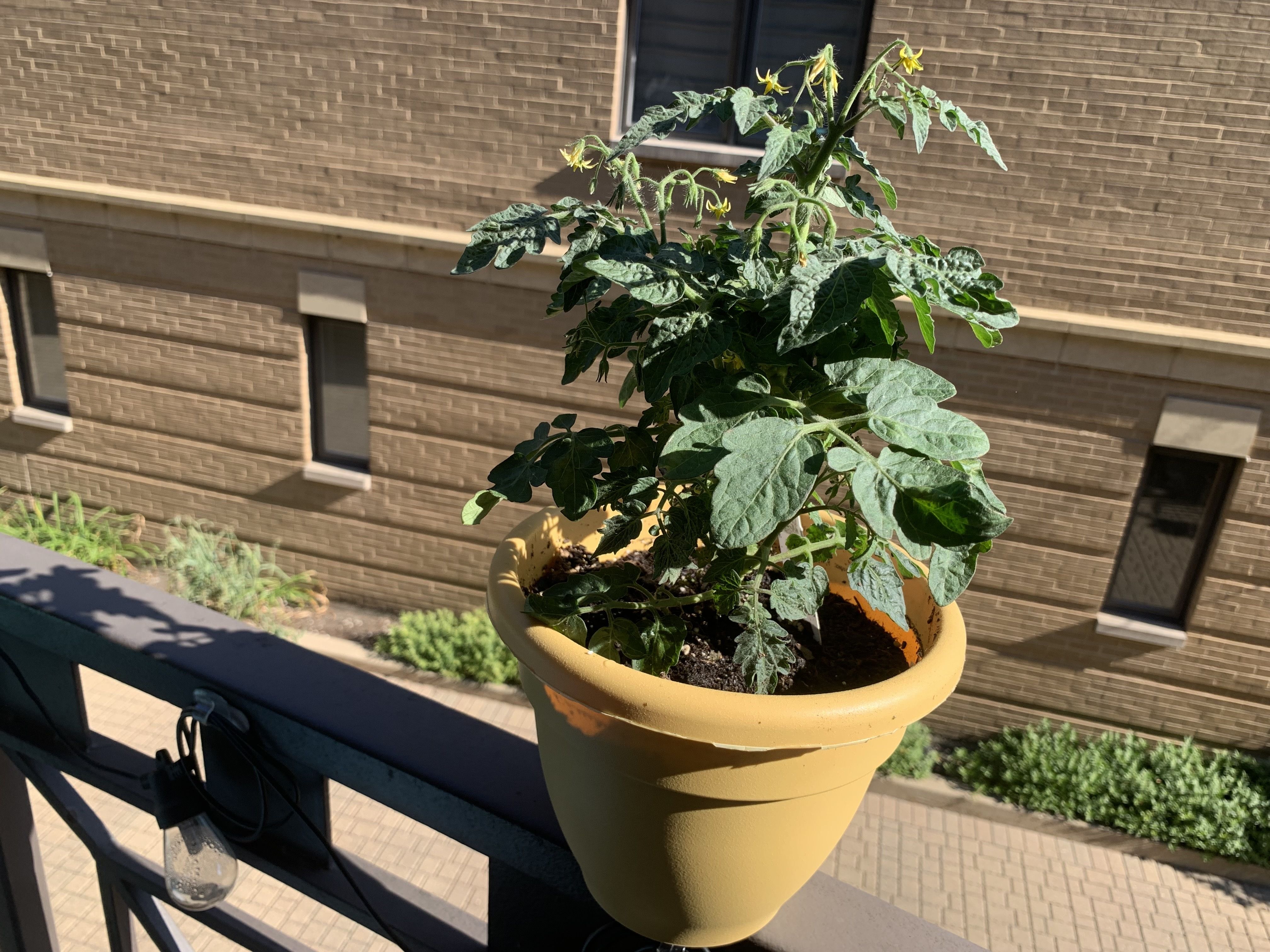 Close-up of a leafy green plant with small yellow flowers in a bright yellow pot on a balcony railing, brick building and a window in the background.