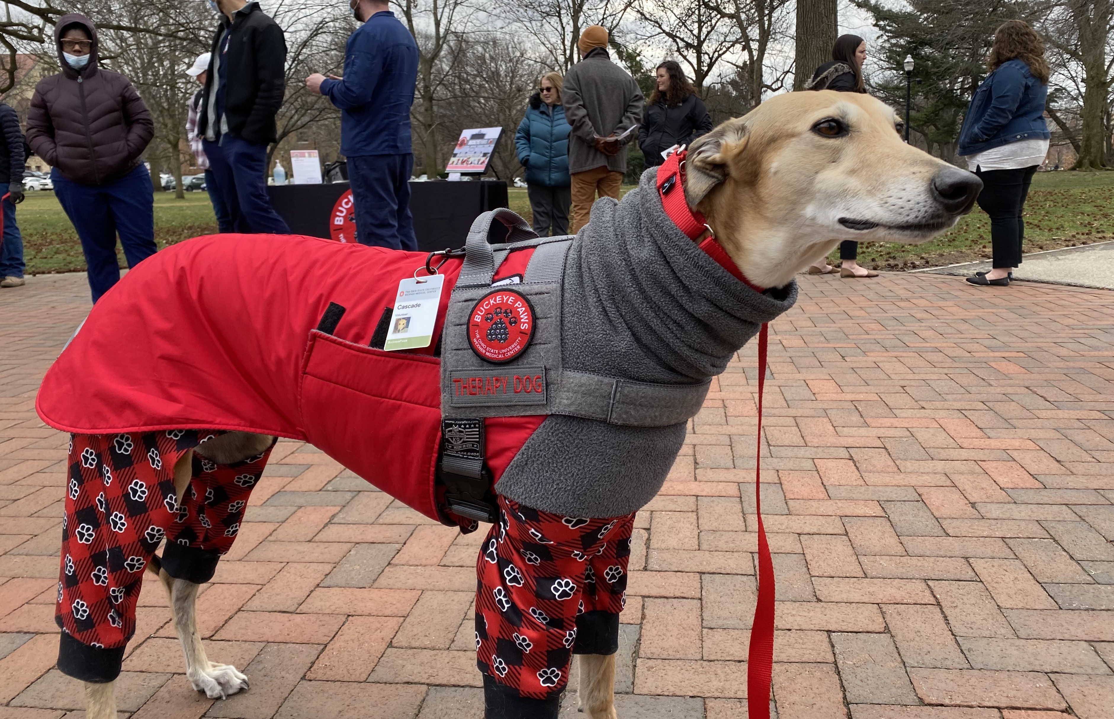 A greyhound in scarlet and gray pajamas stands in the Ohio State Oval