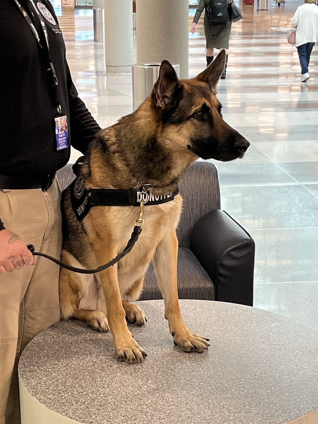 Bomb-sniffing Dog at Minnesota Airport Showered in Toys During Retirement