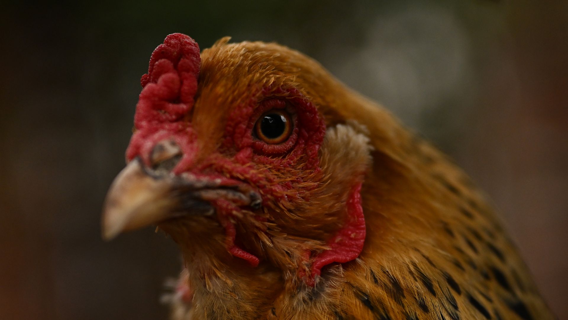 A close up image of a chicken's head.